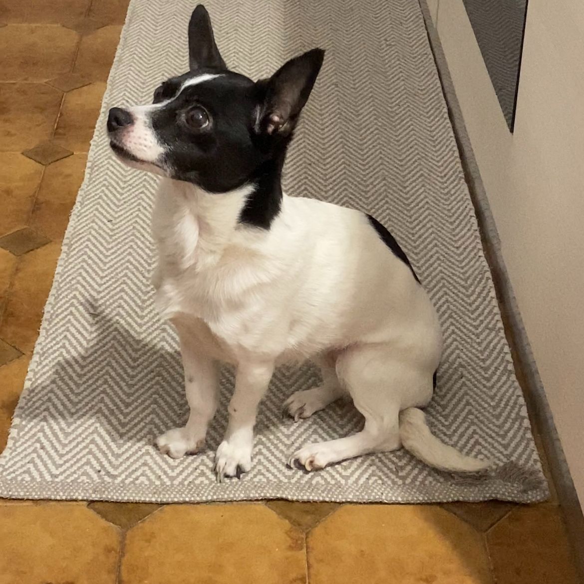 Lola