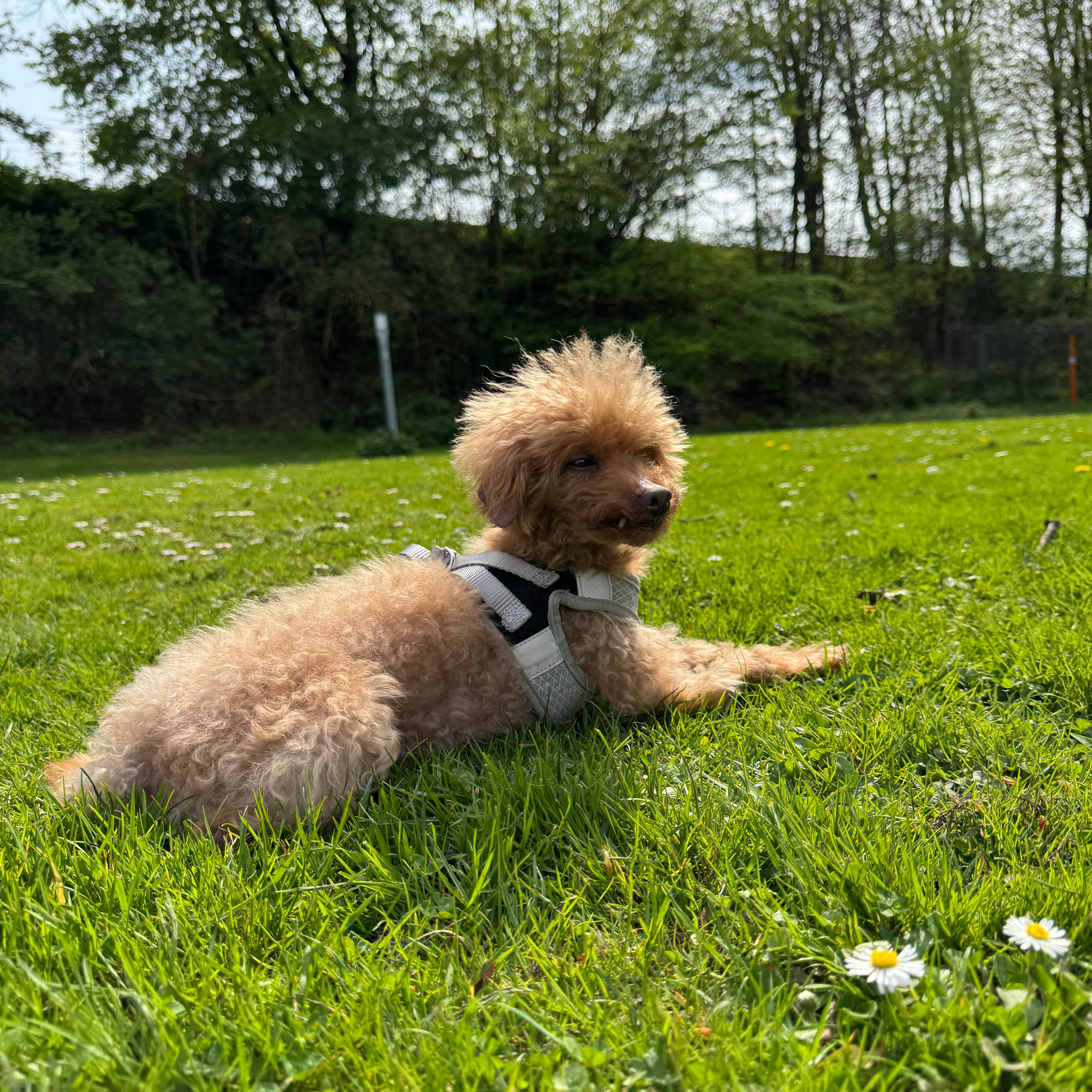 Bruno