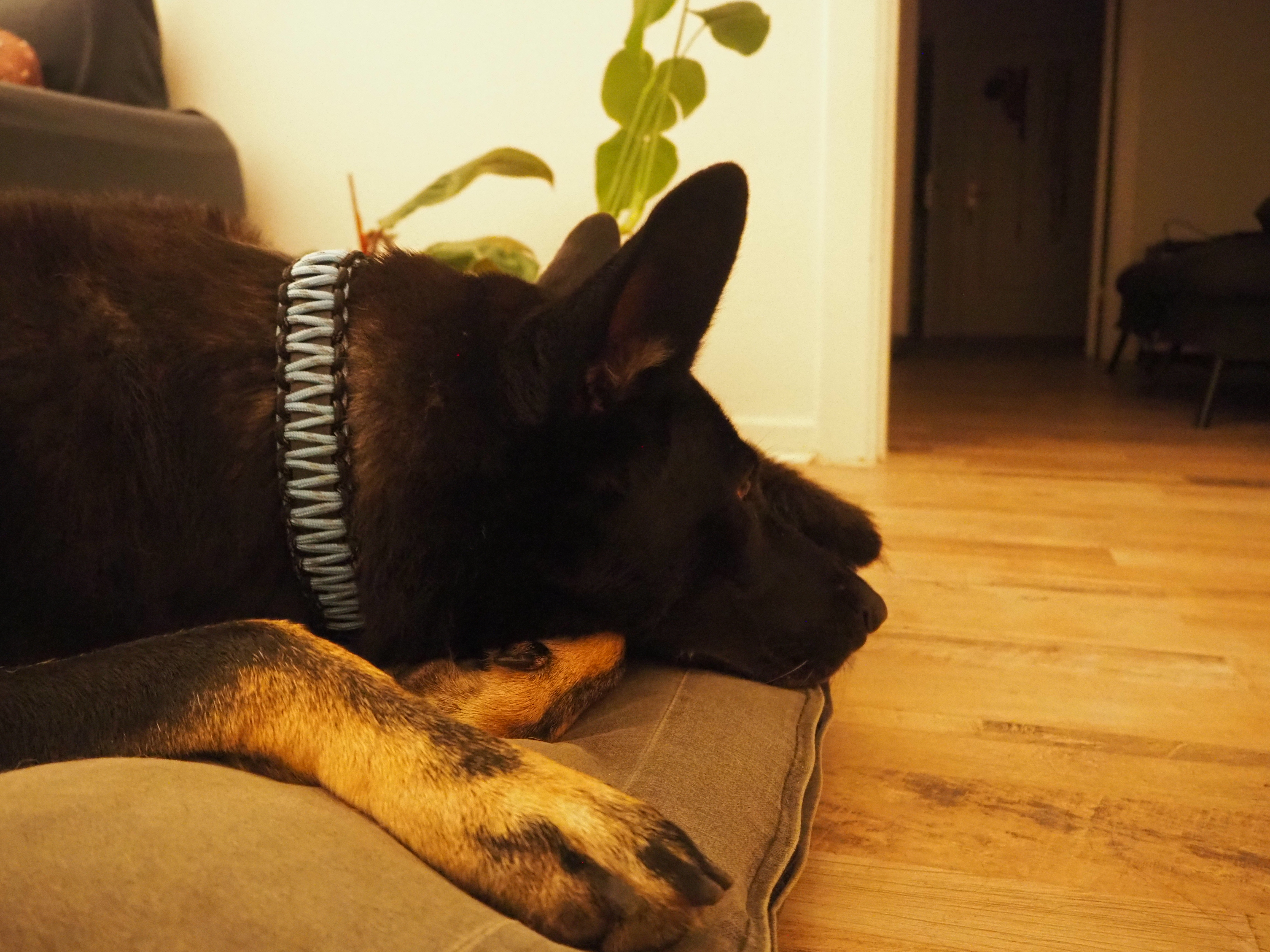 image-21