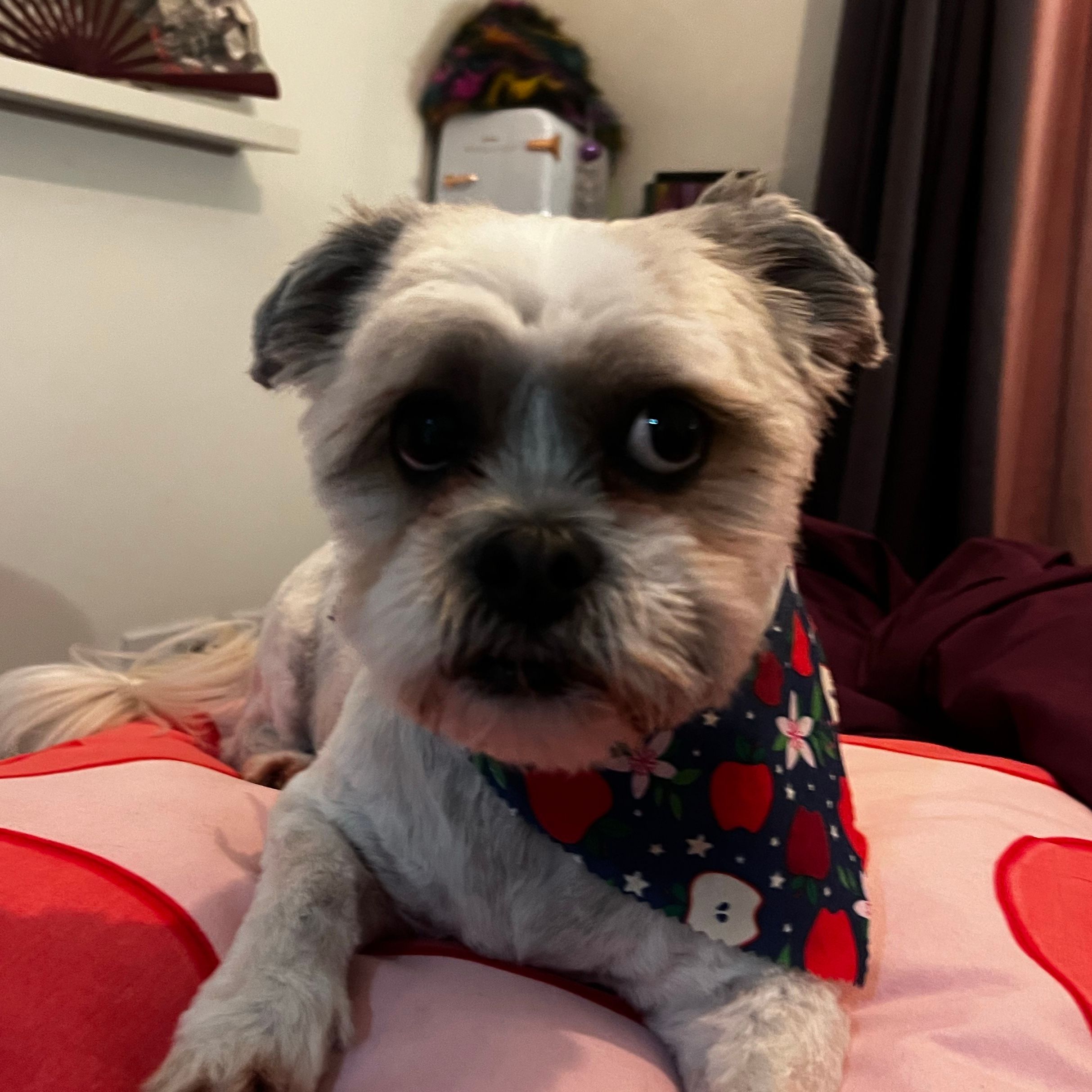 Phoebe