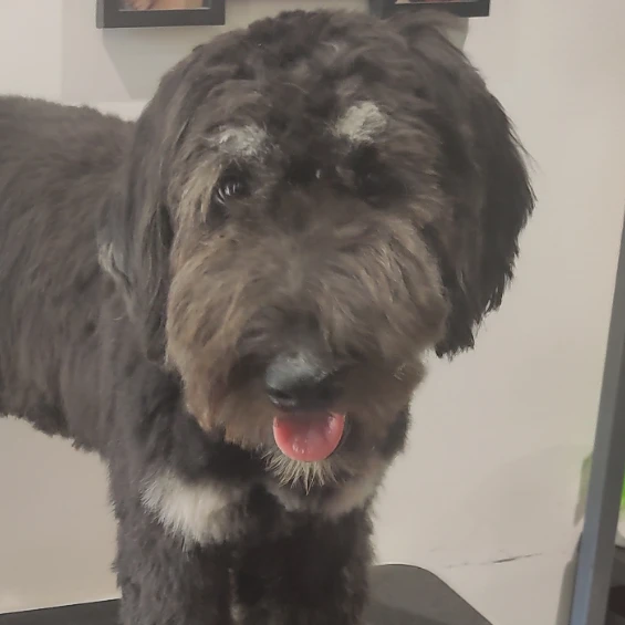Ronja