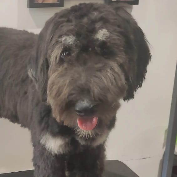 Ronja