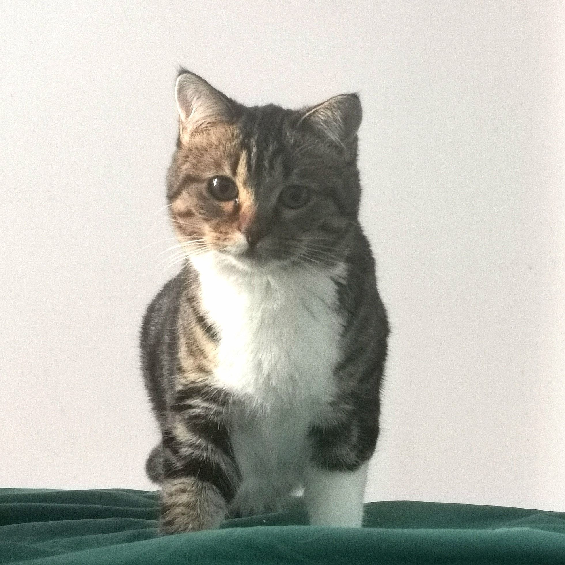 Aibo