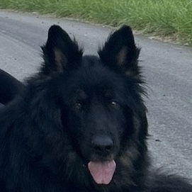 Naya