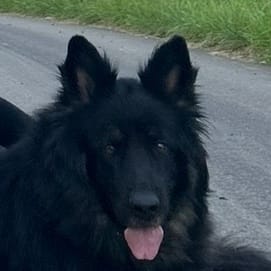 Naya
