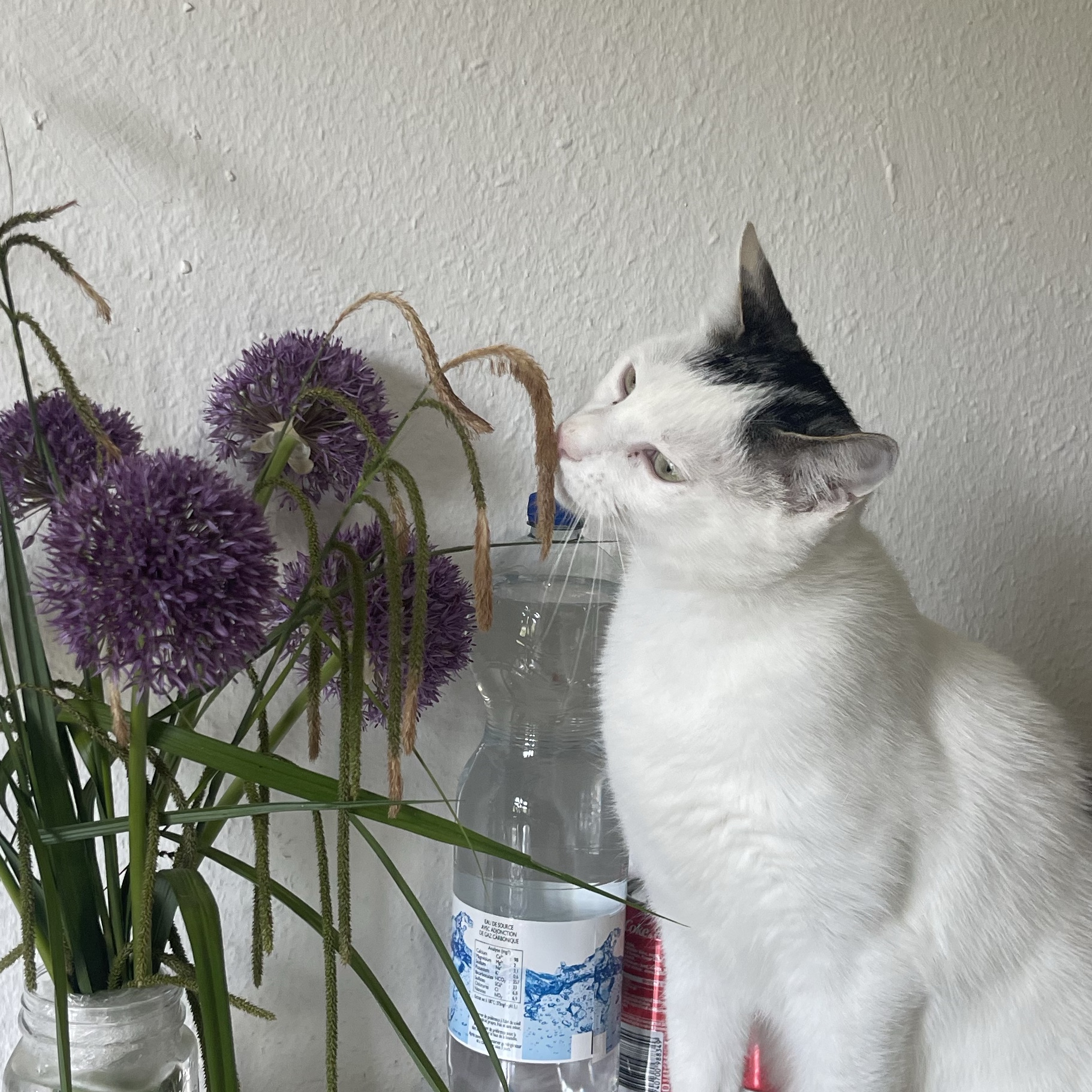 Fynn