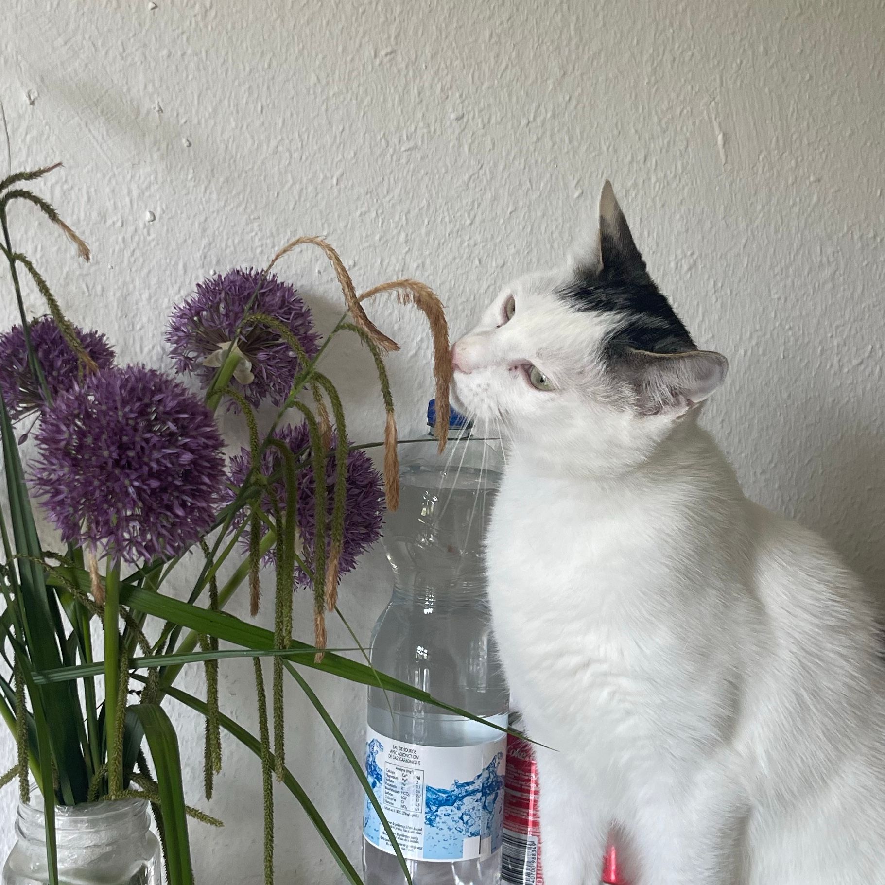 Fynn