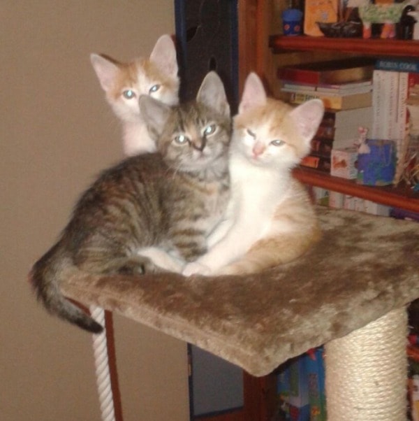 Speedy, Crosie en Pluisje