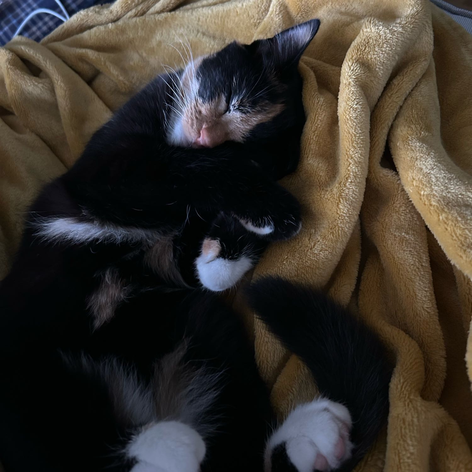 Poes
