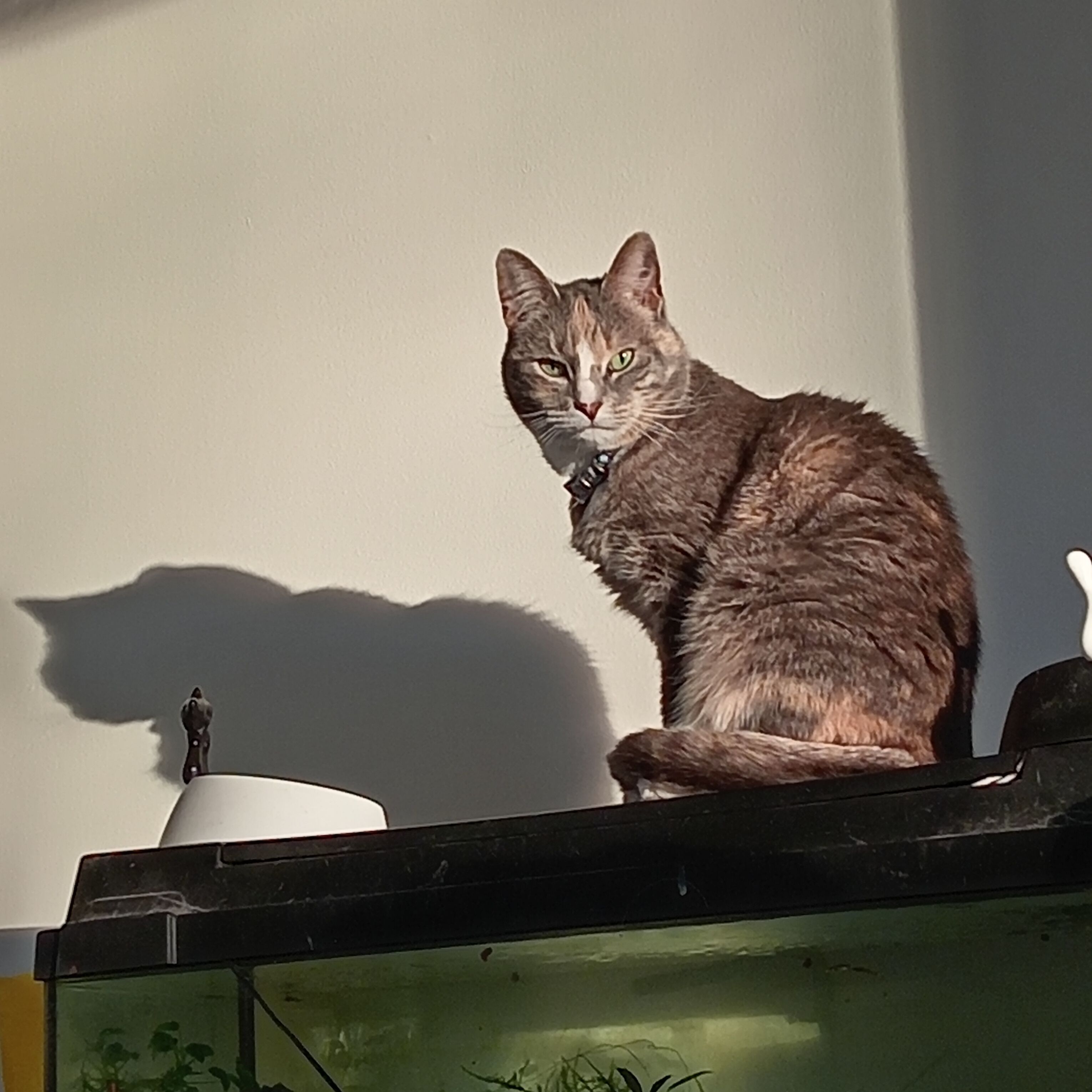 Luna