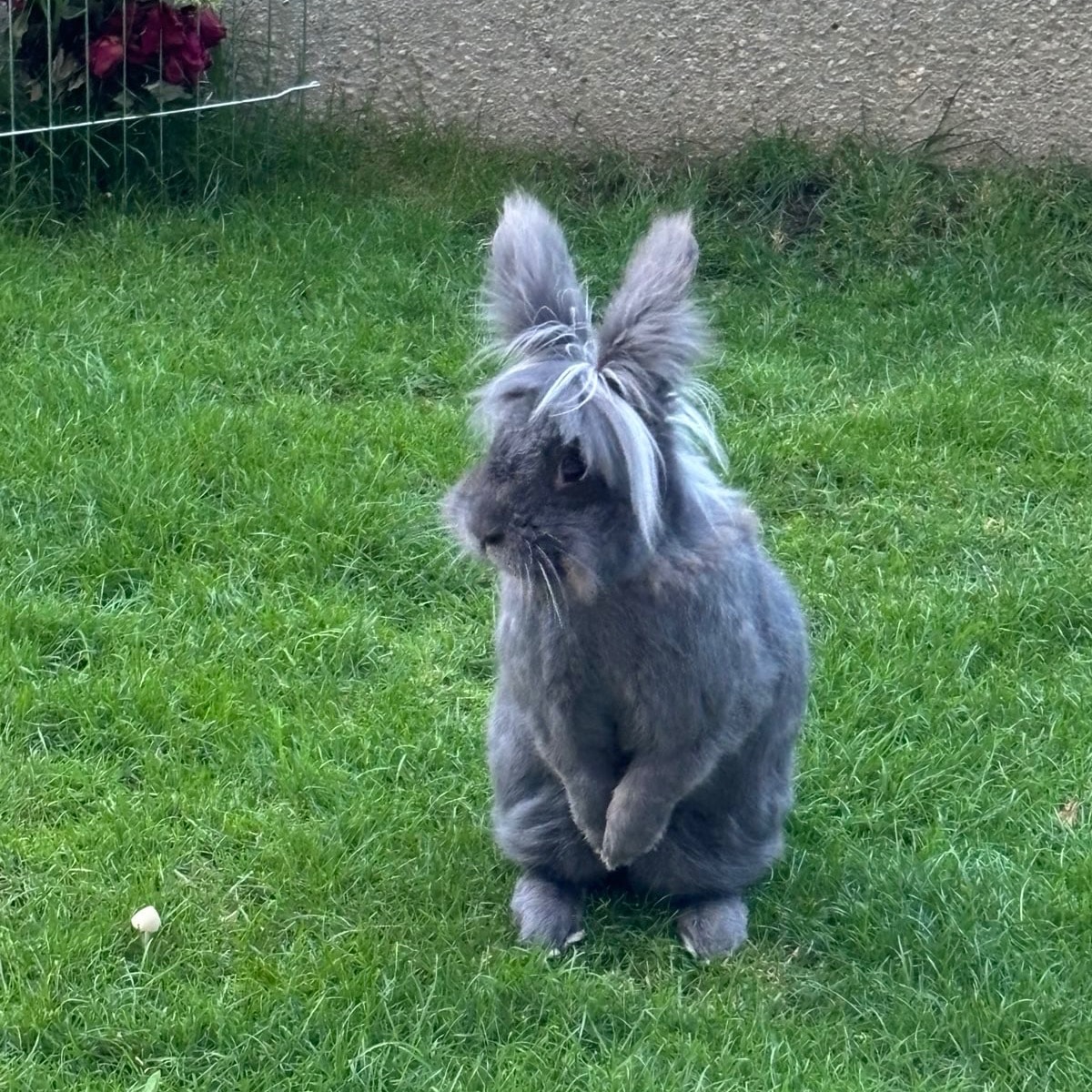 Coco