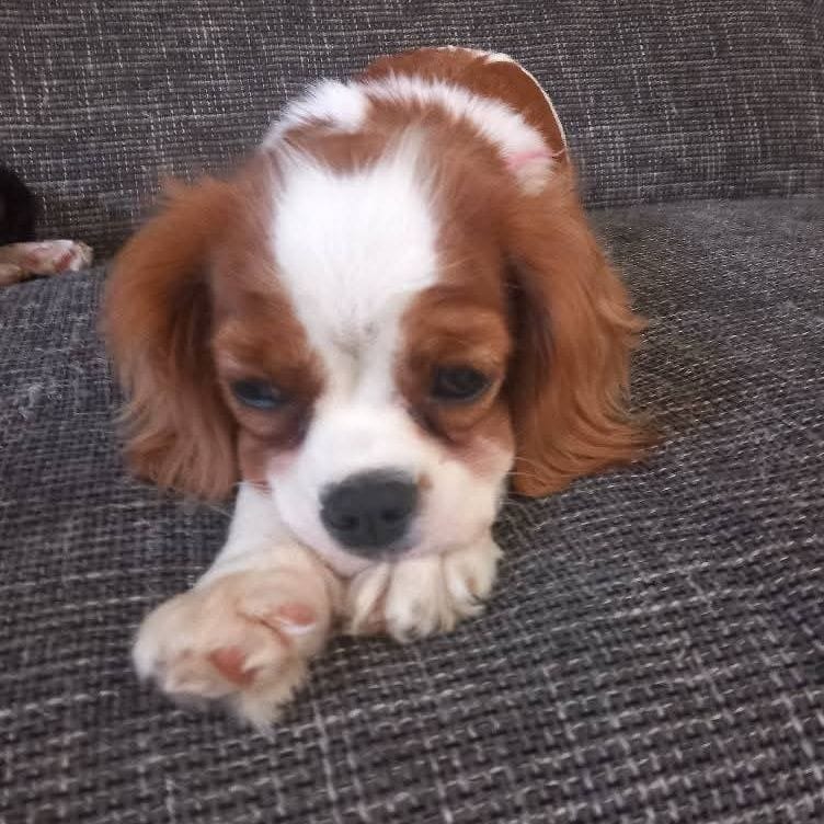 diva