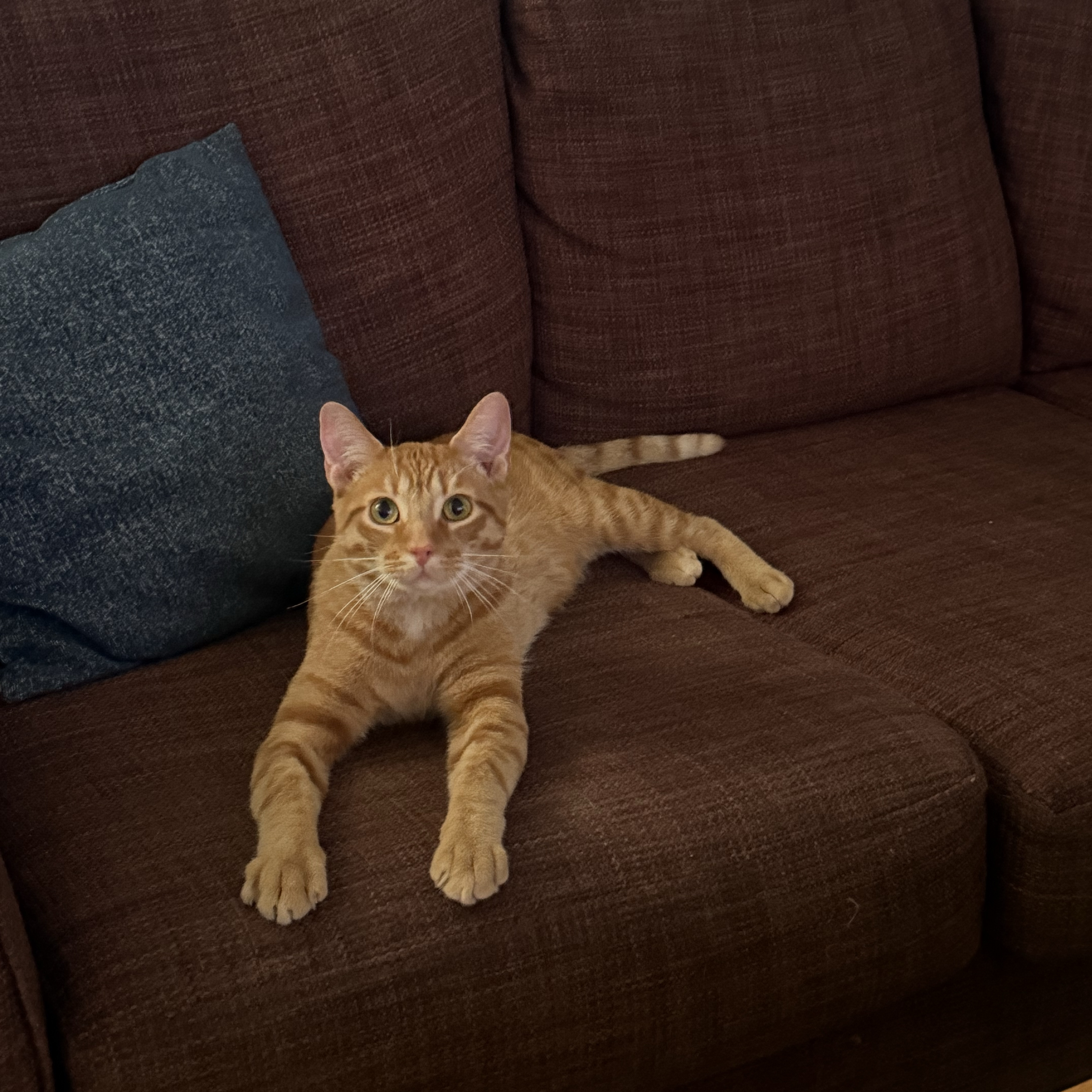 Axel