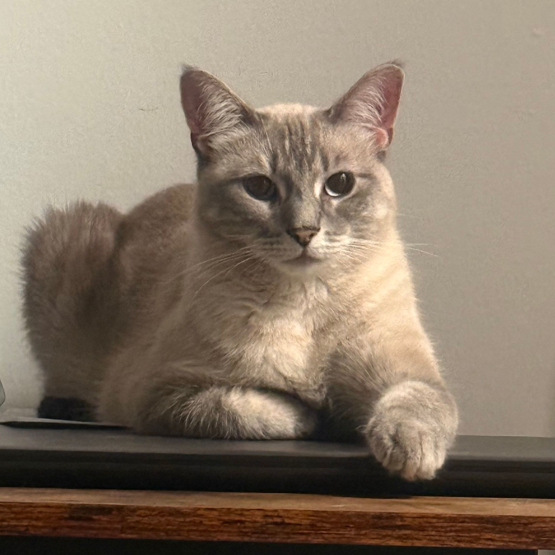 Alice