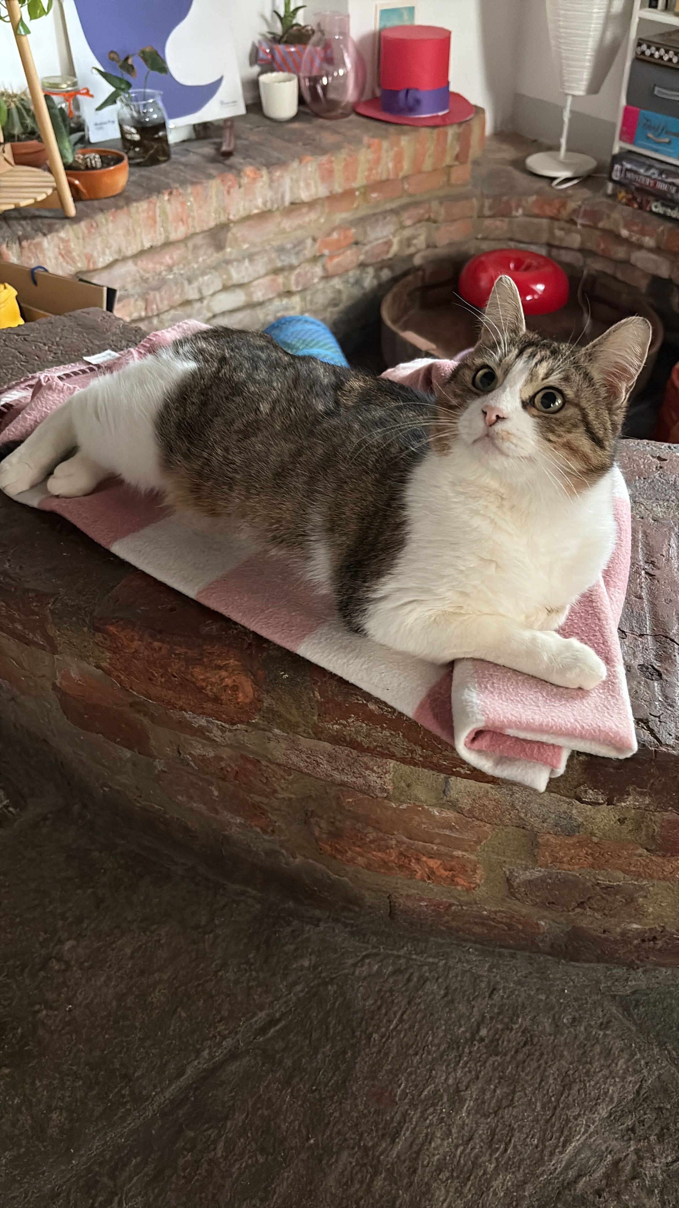 image-6