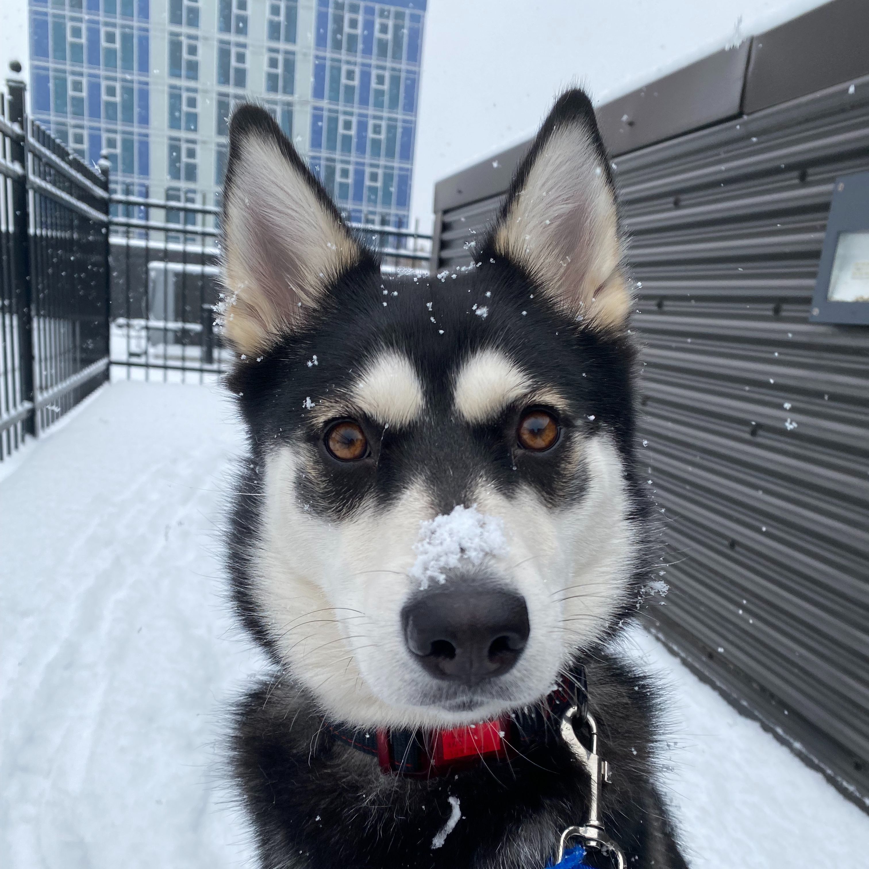 Luna