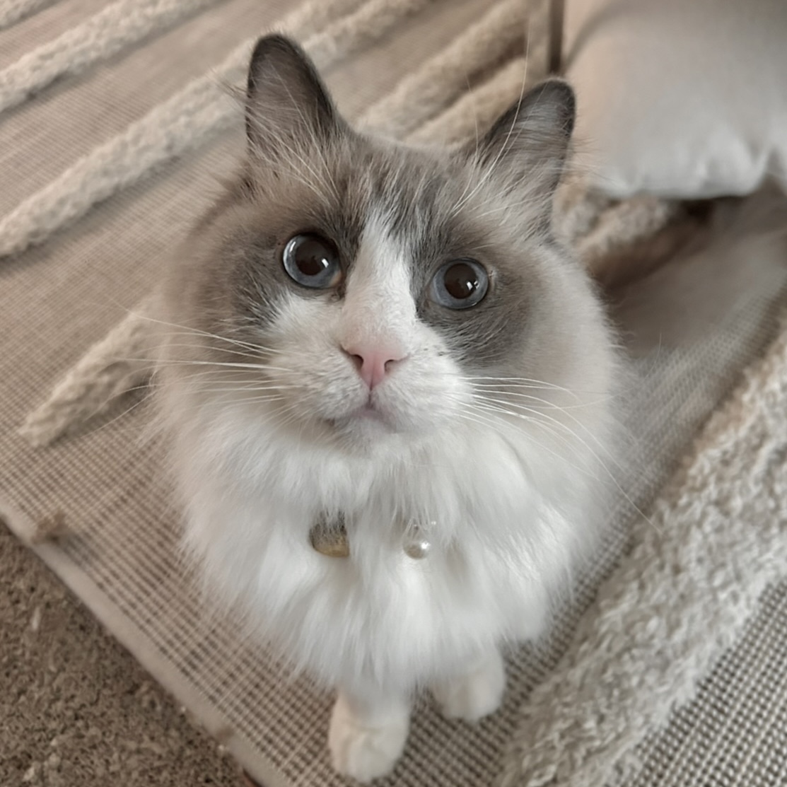 Louie