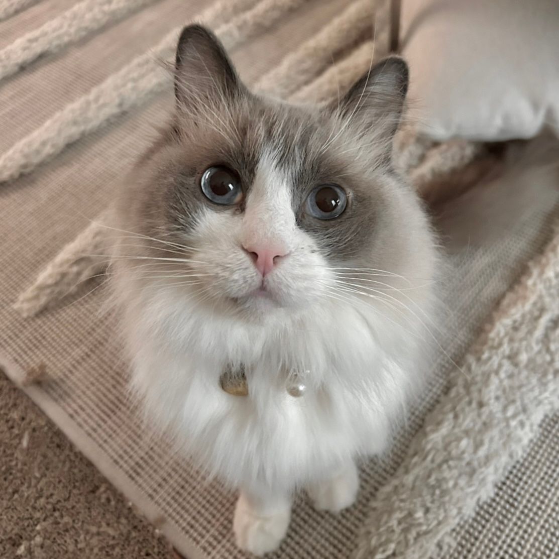 Louie