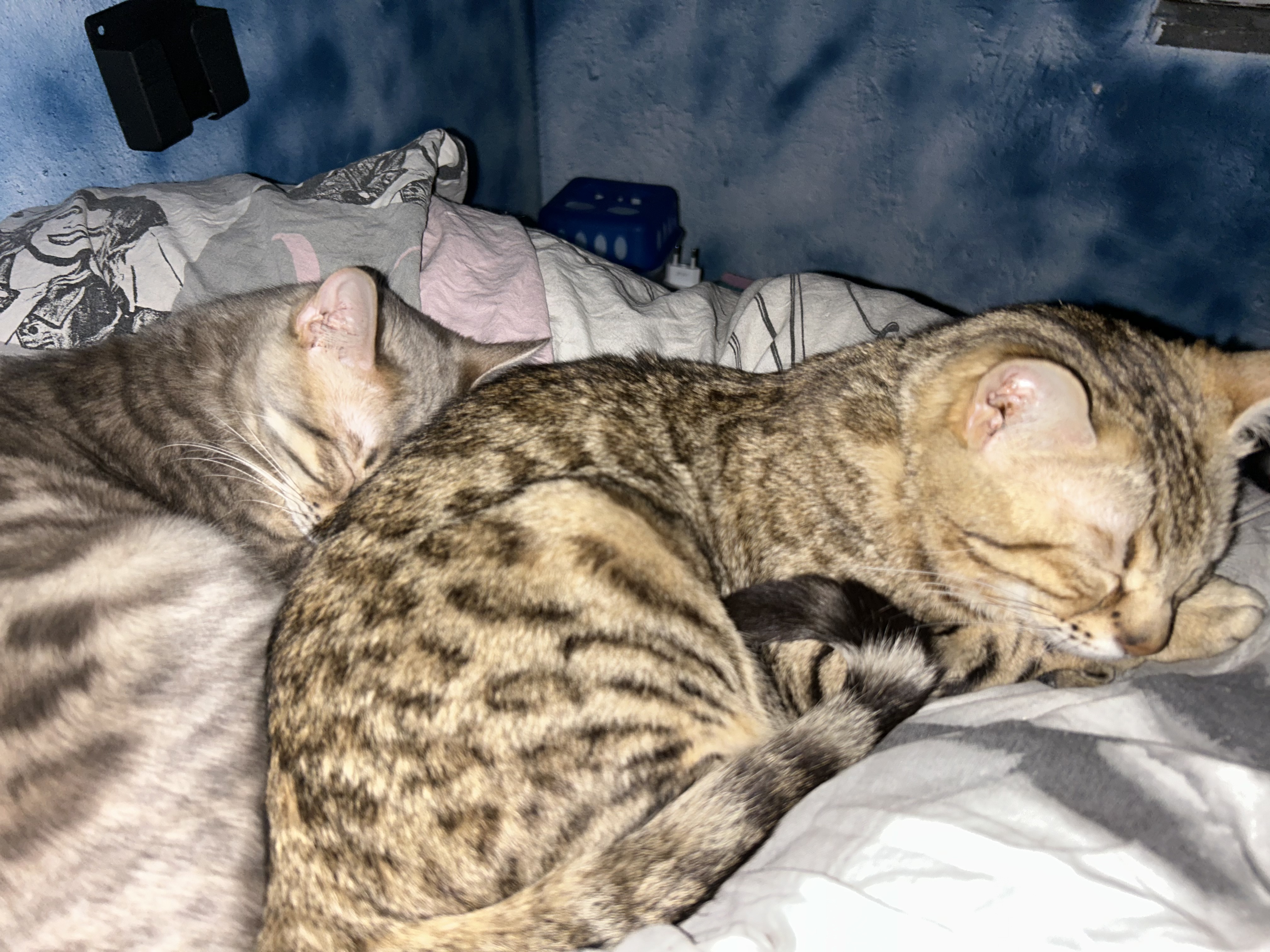 image-8