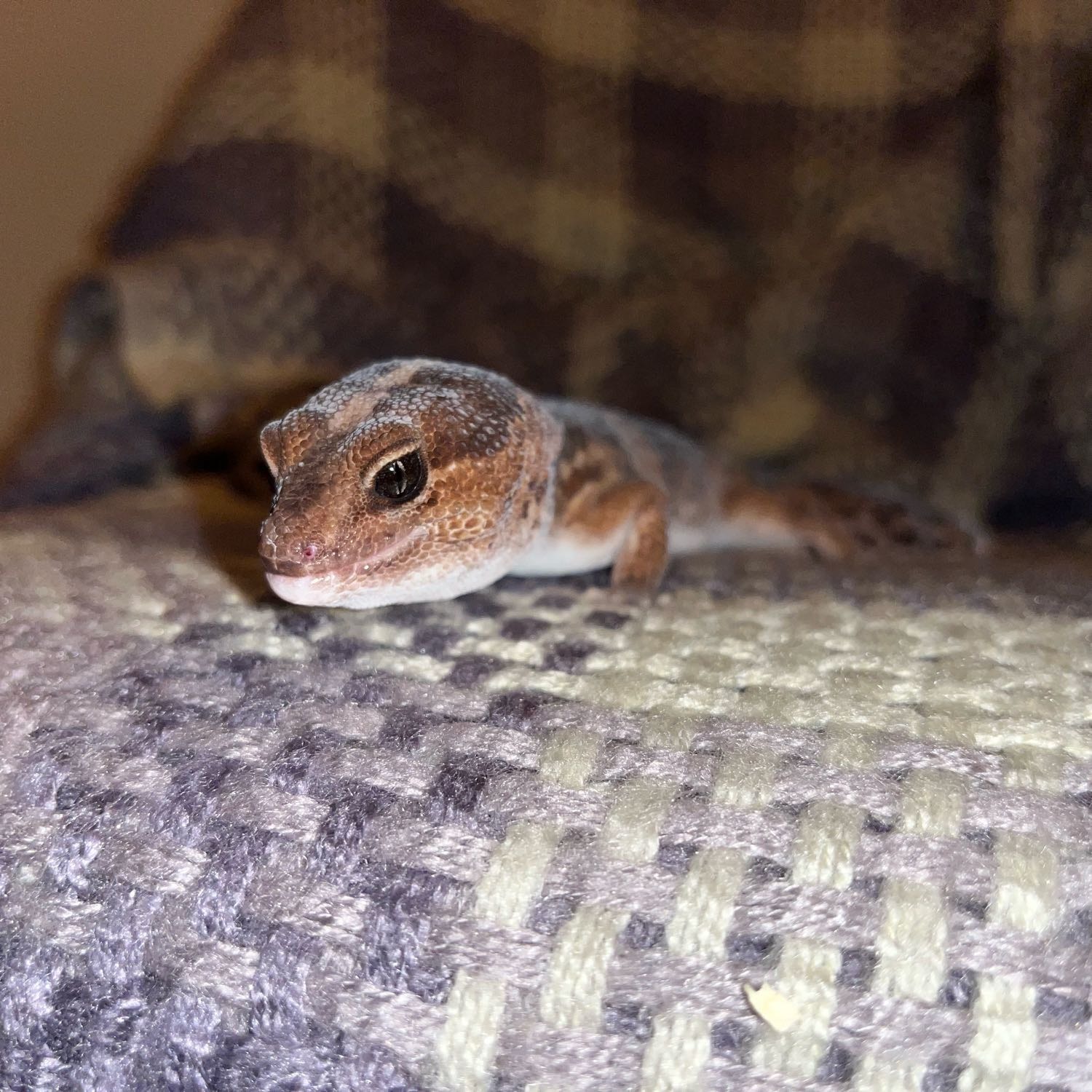 Gizmo ( African Fat Tailed Gecko )