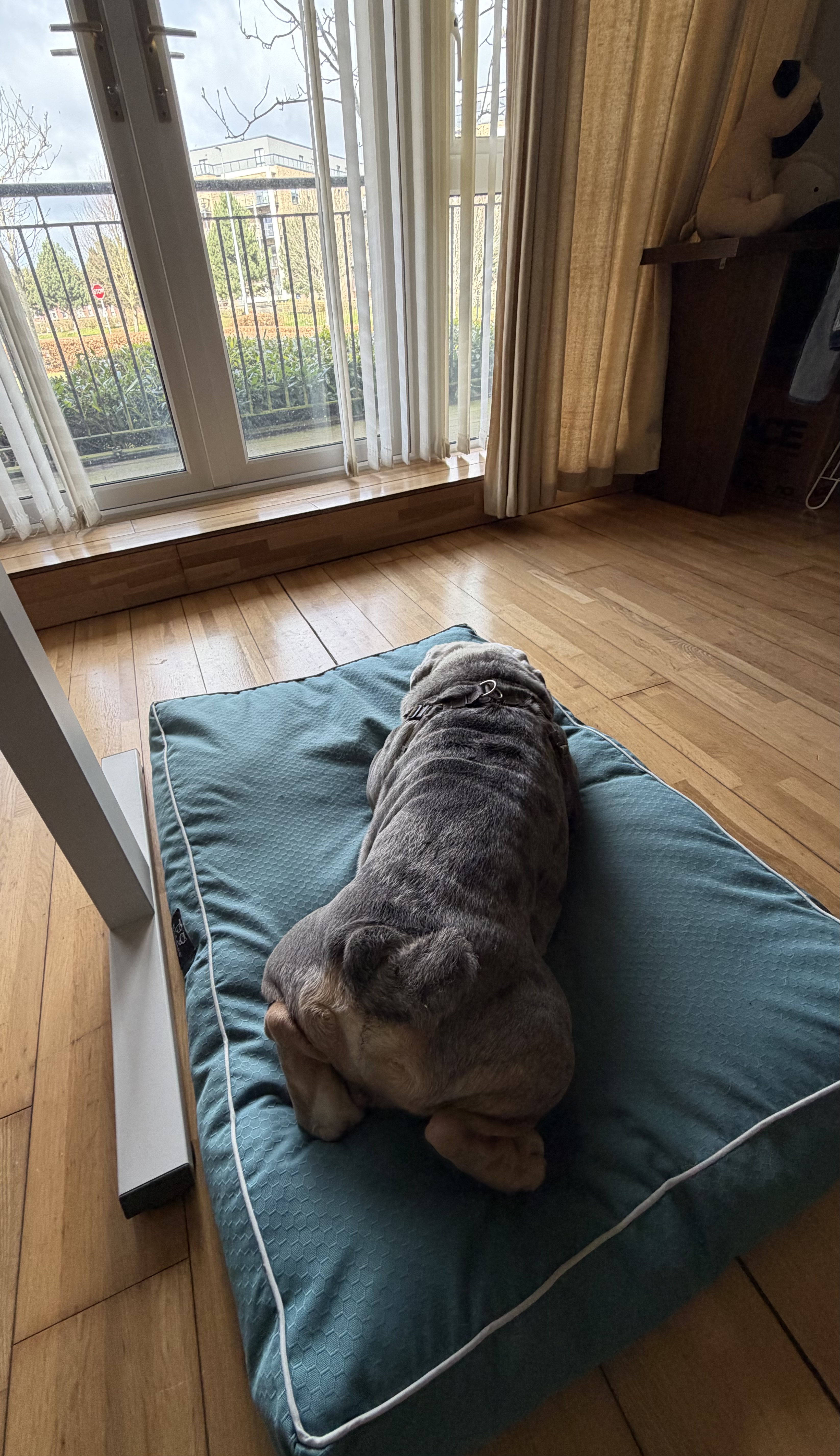 image-19