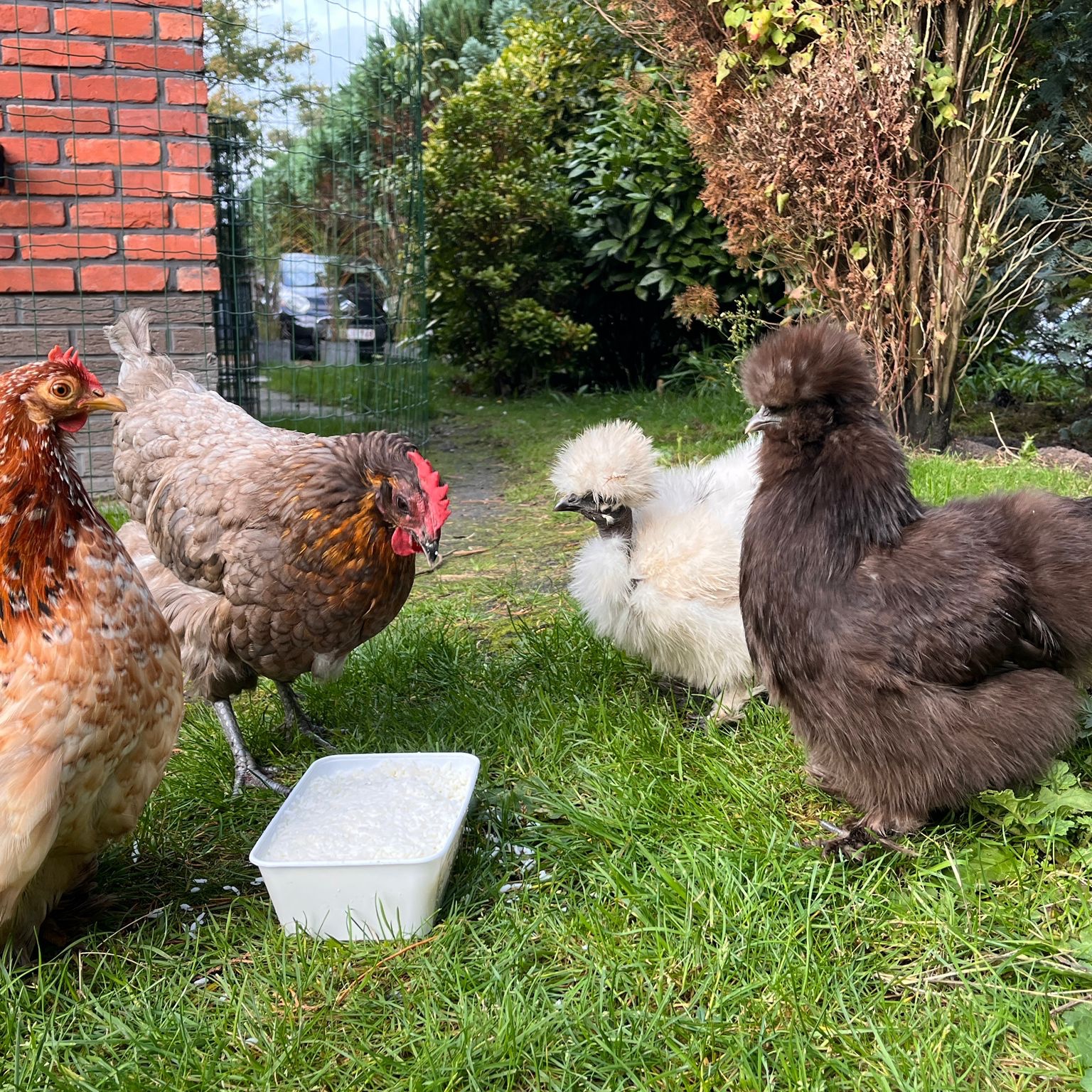 Berta, Sabina, Plumeau, Choco en Mick