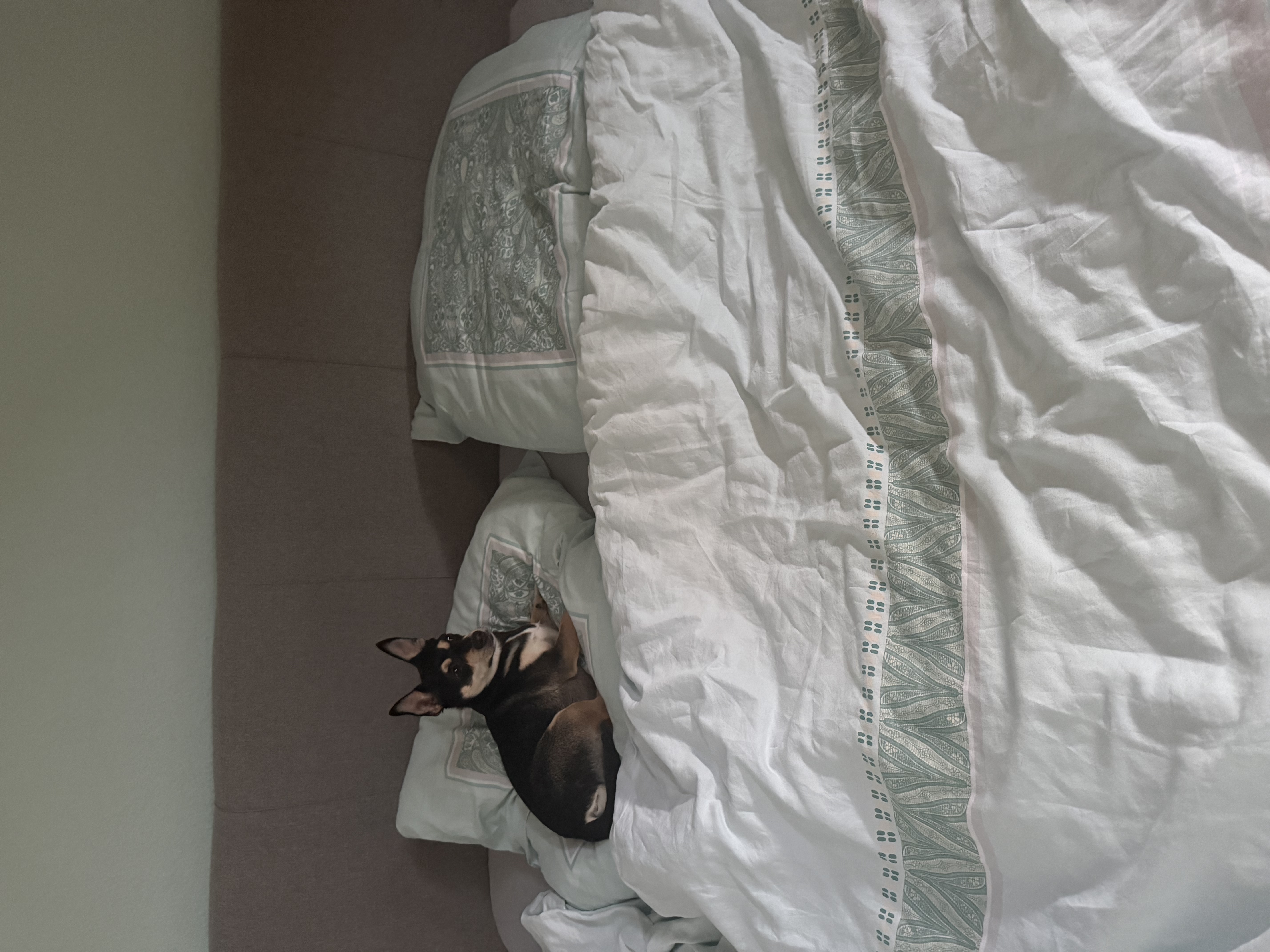 image-8