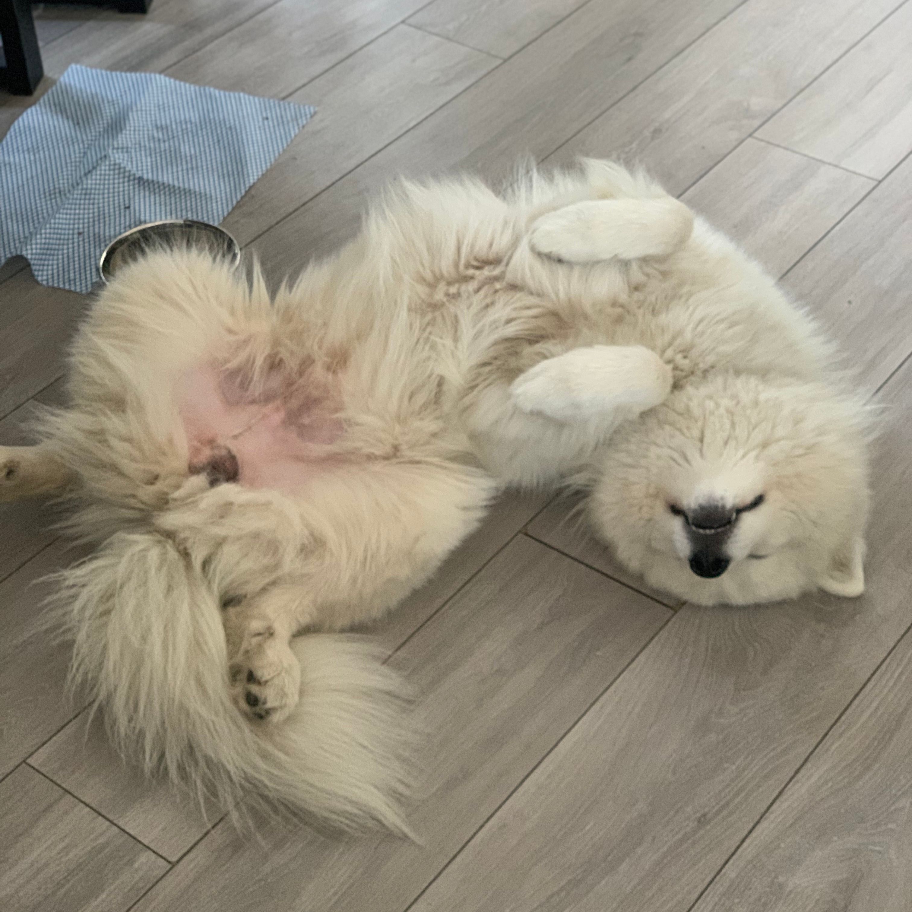 Bao