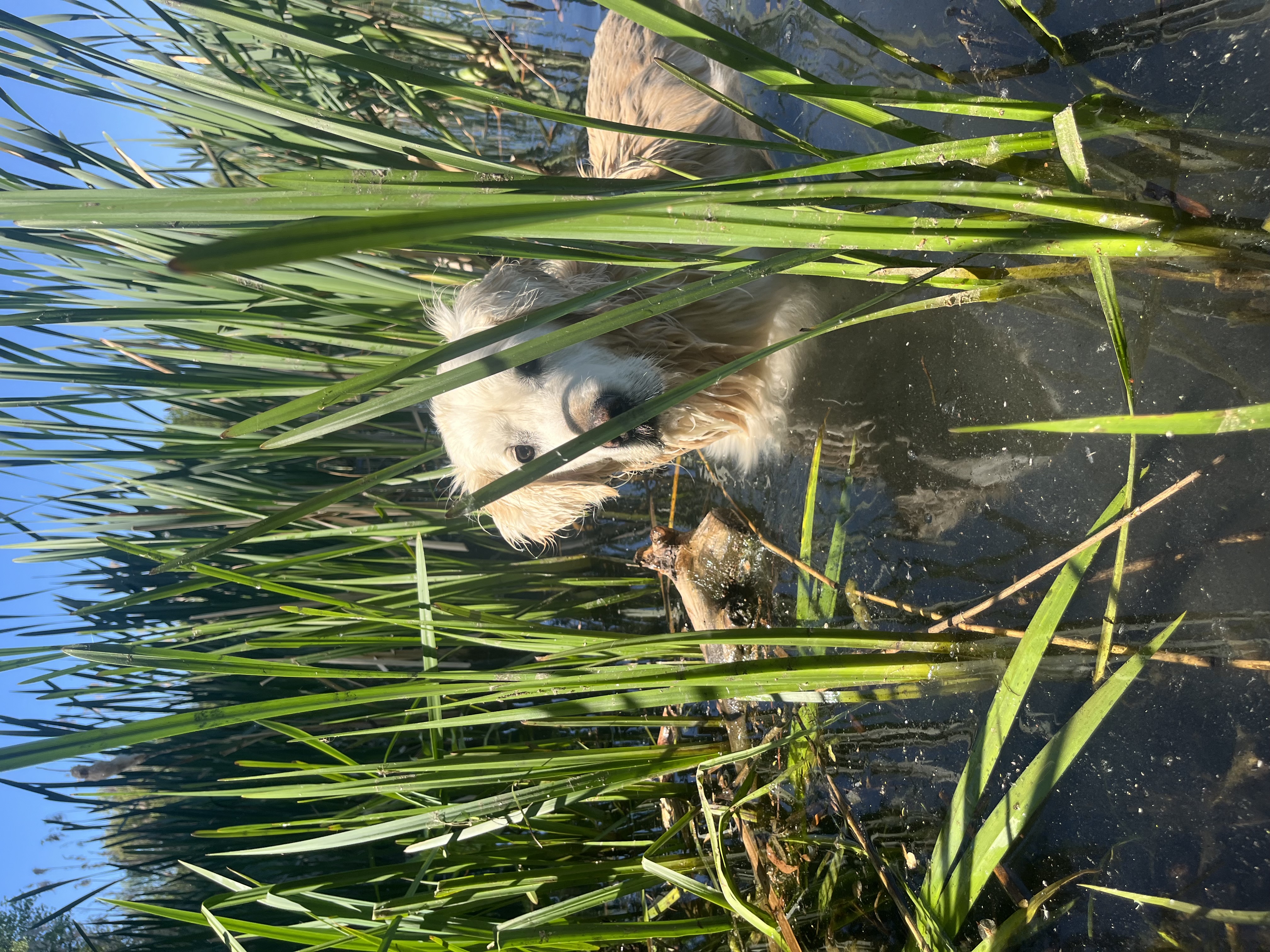 image-6