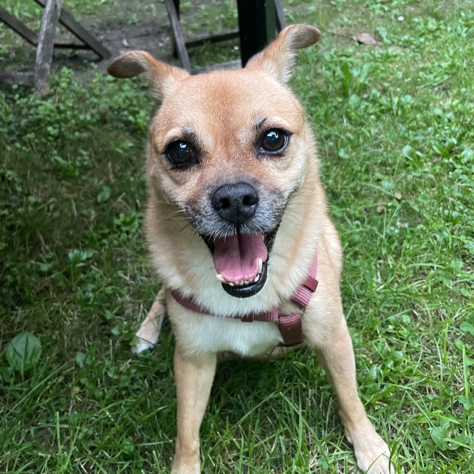 Lise
