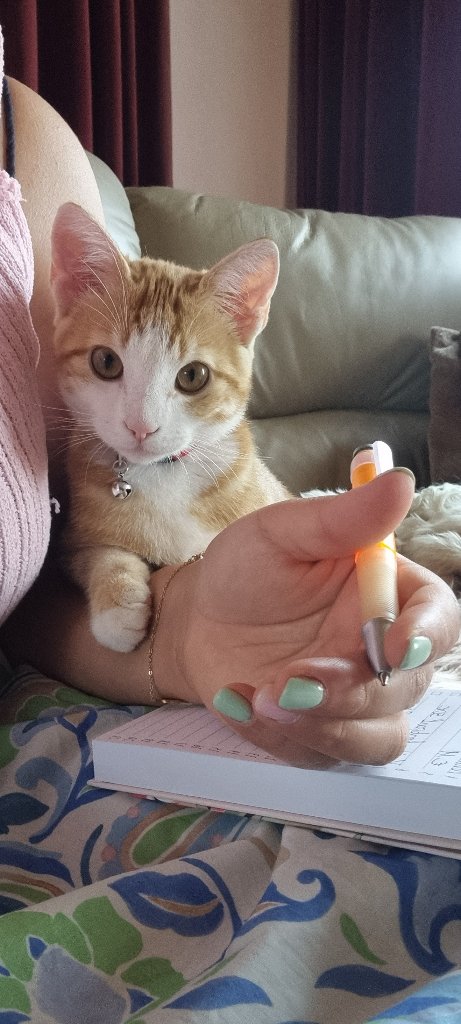 Mochi