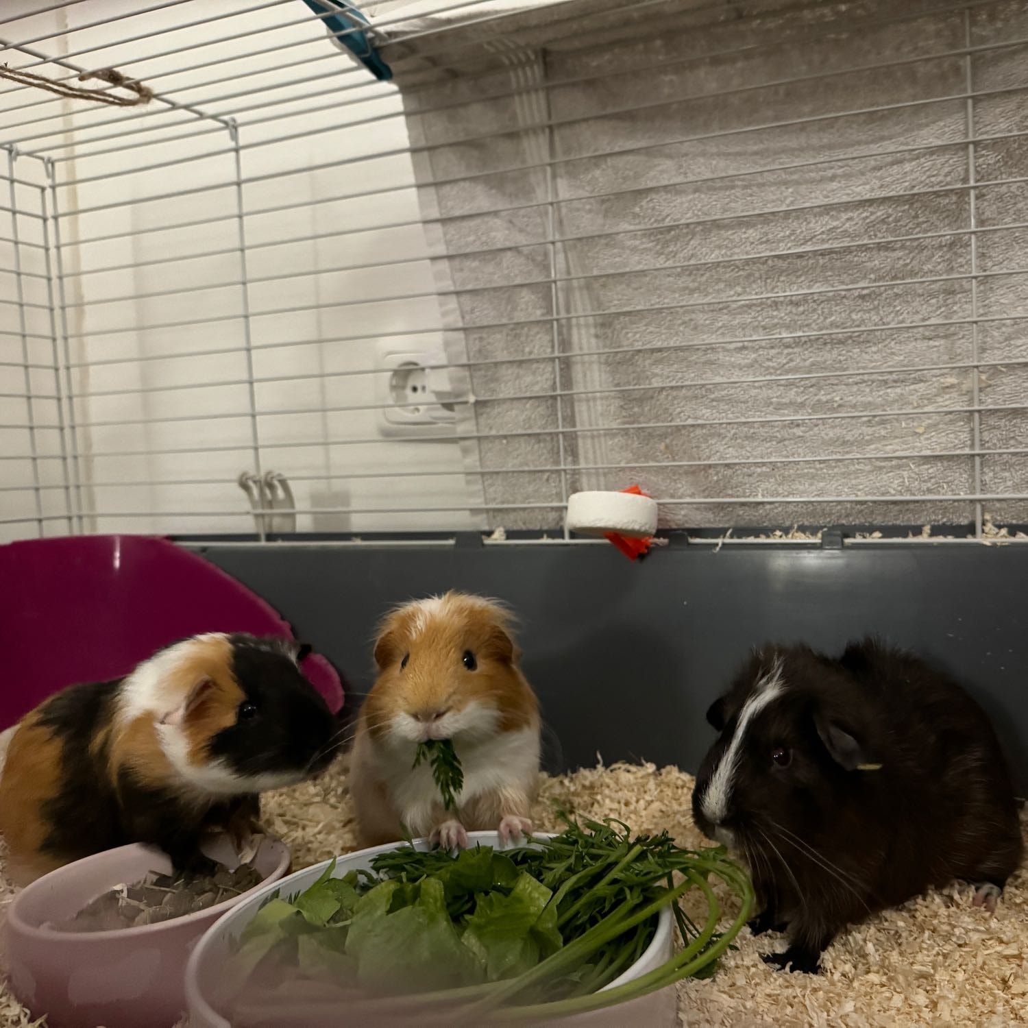 Rocky, Mogli und Blitz