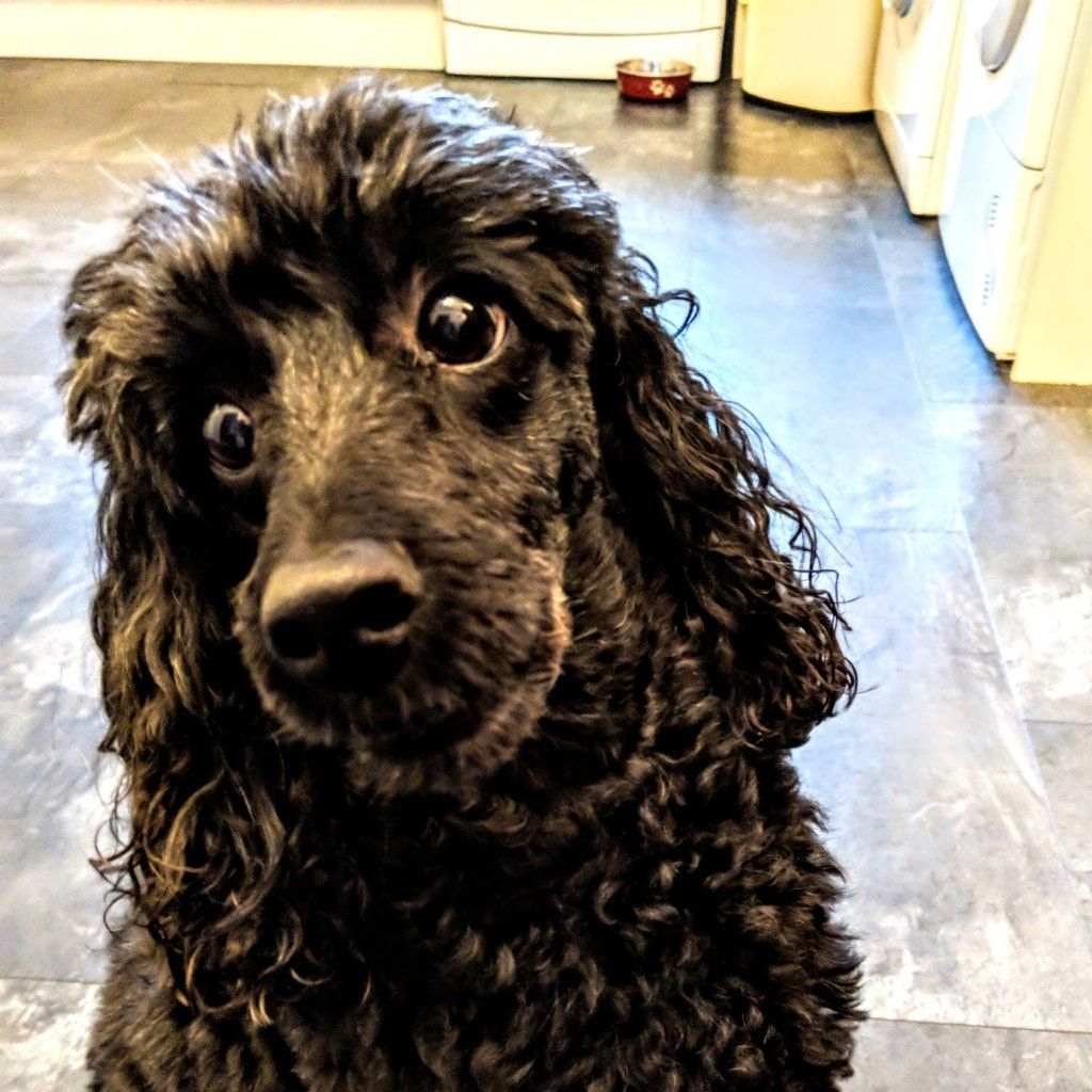 Fletch
