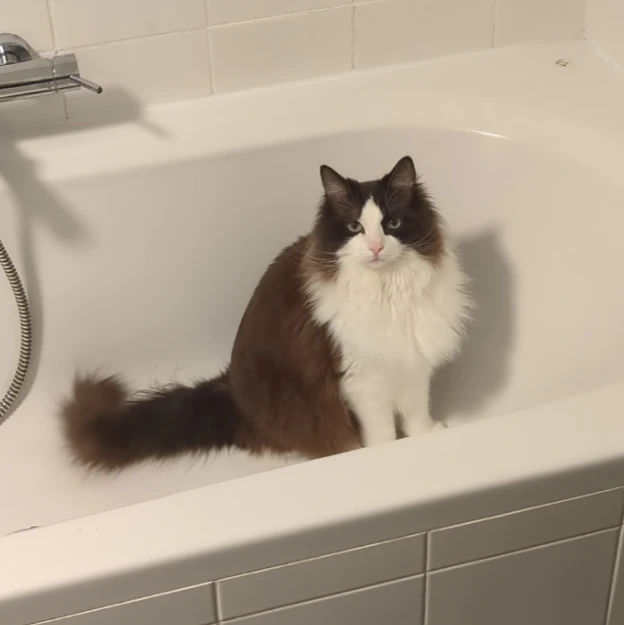 Ollie