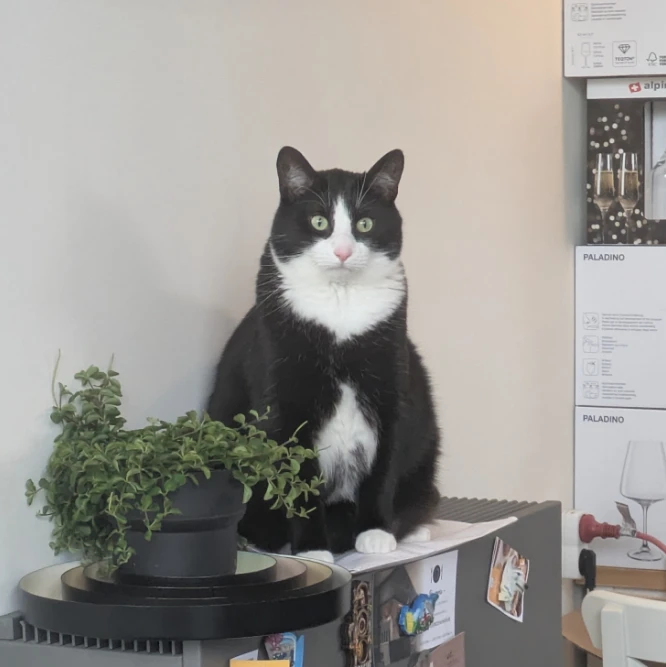 Loki