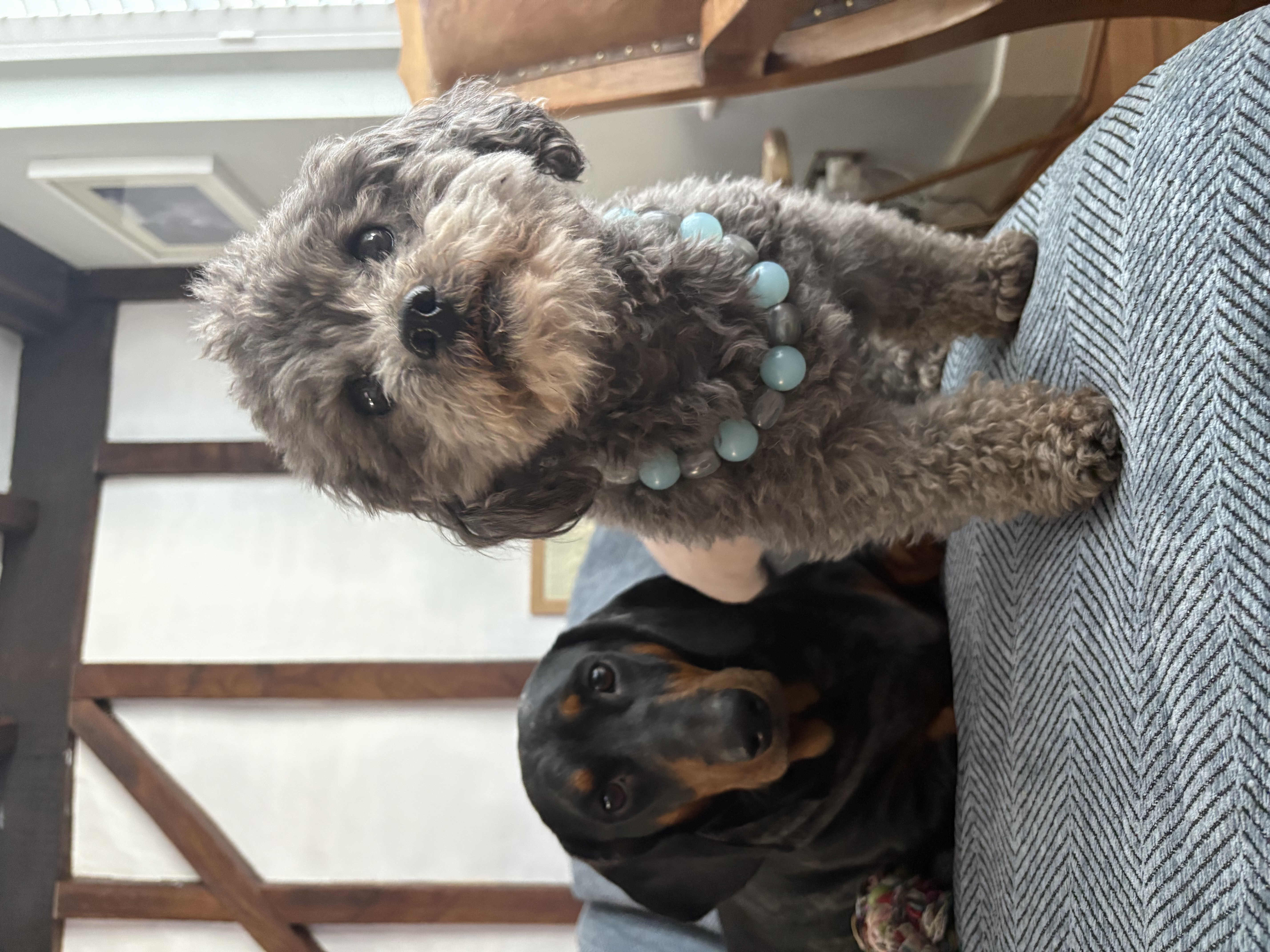 Lucy Pet sitter in Woodford Green