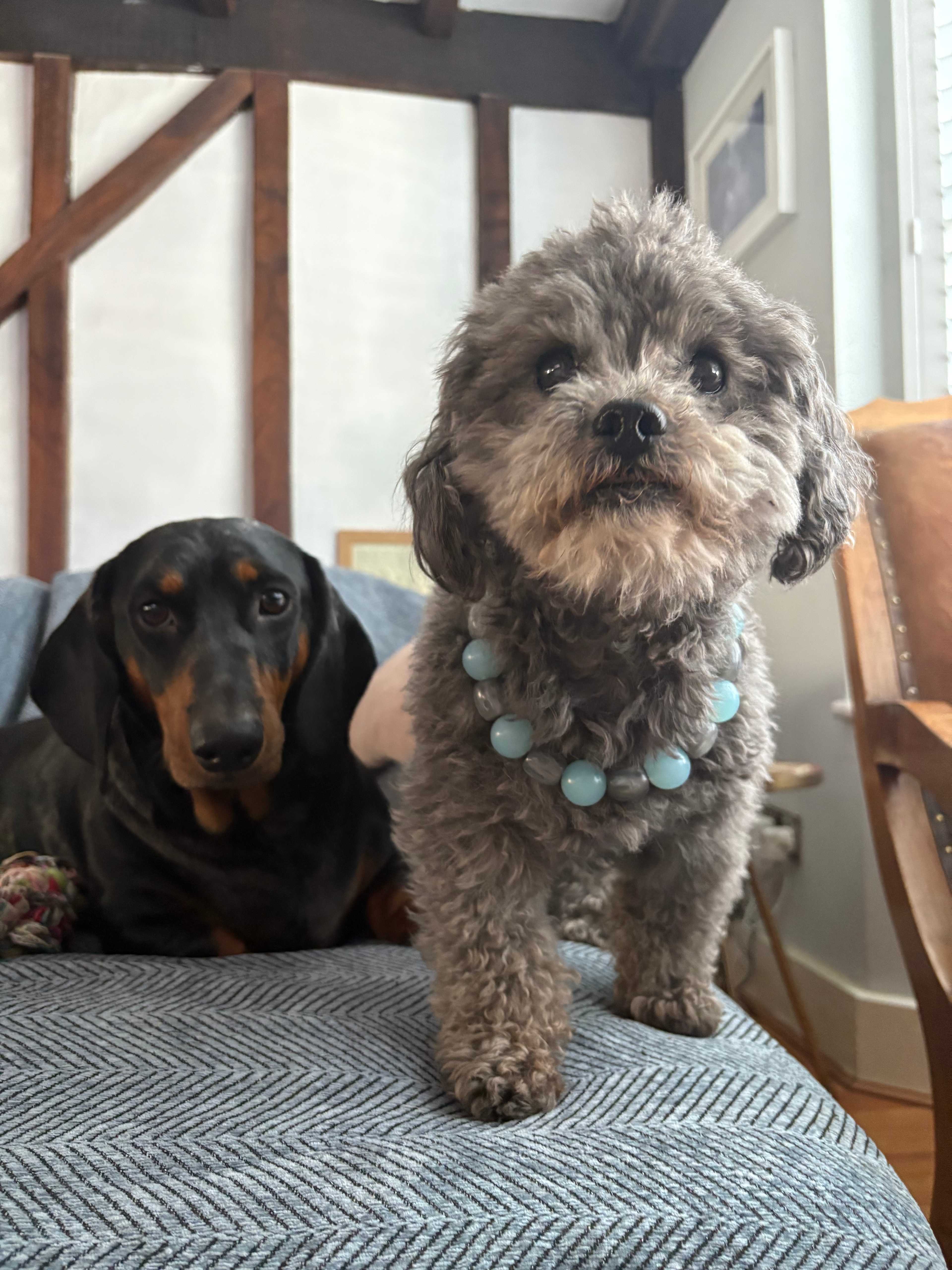 Lucy Pet sitter in Woodford Green - Main Image