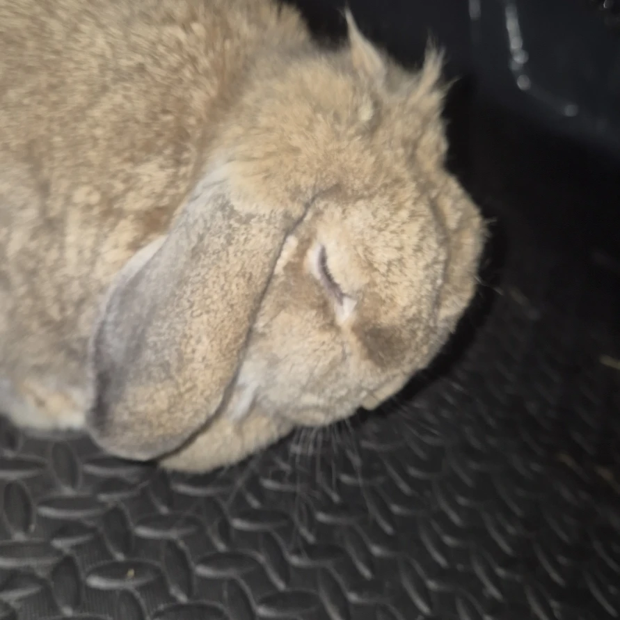 Ferdi