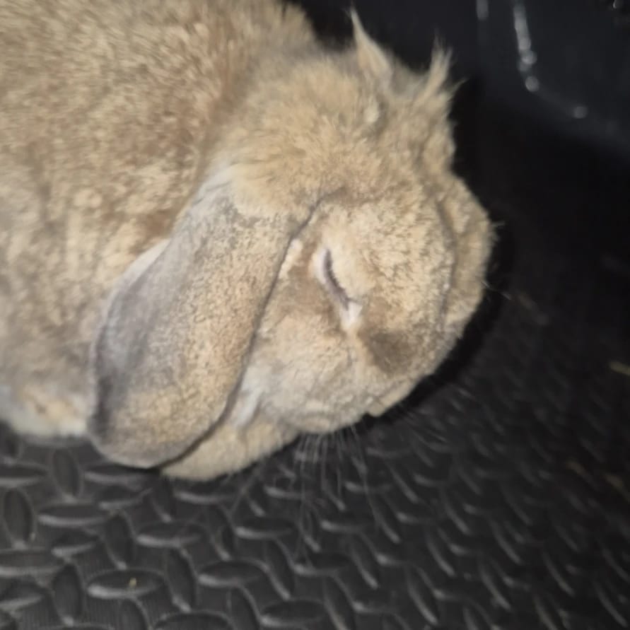 Ferdi