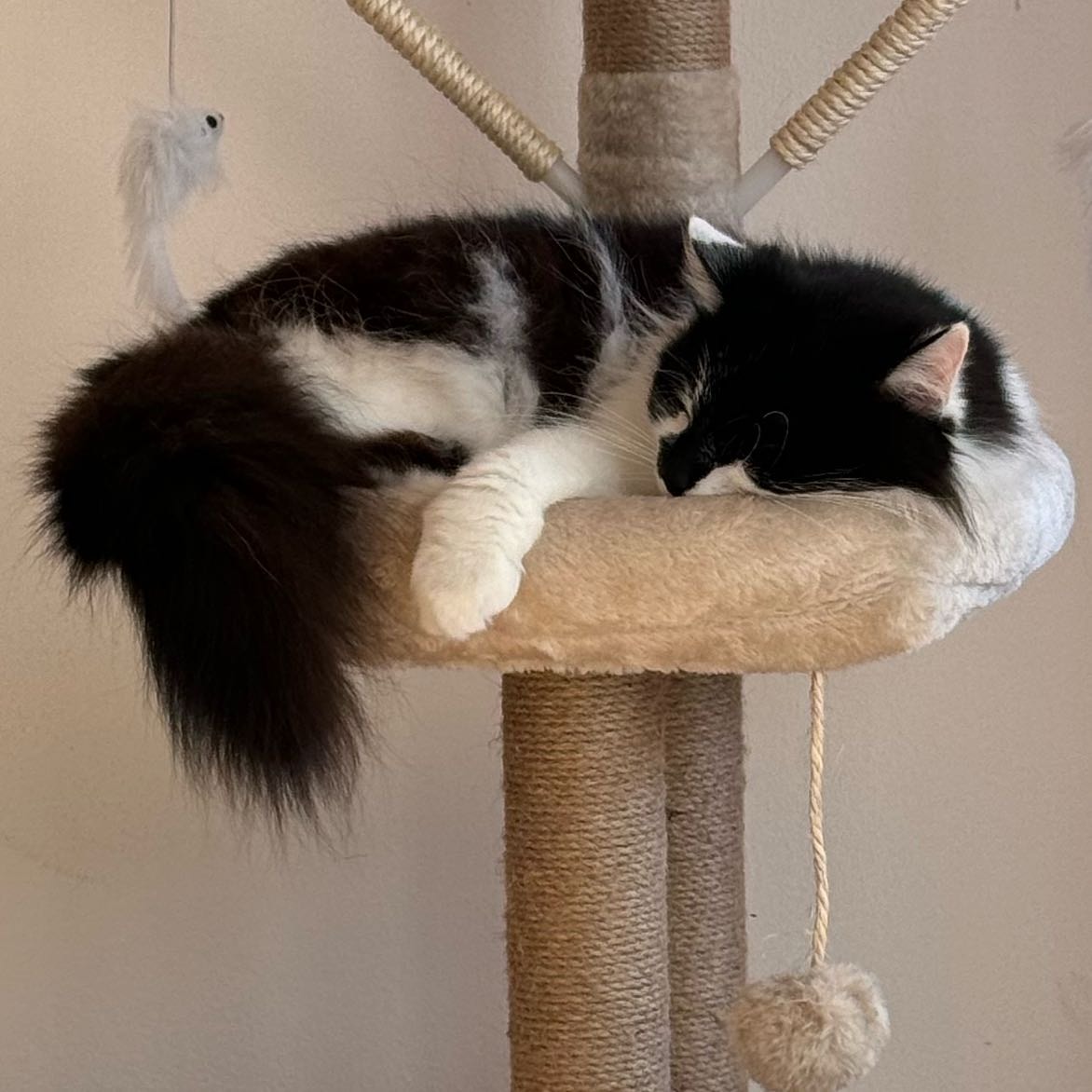 Cara
