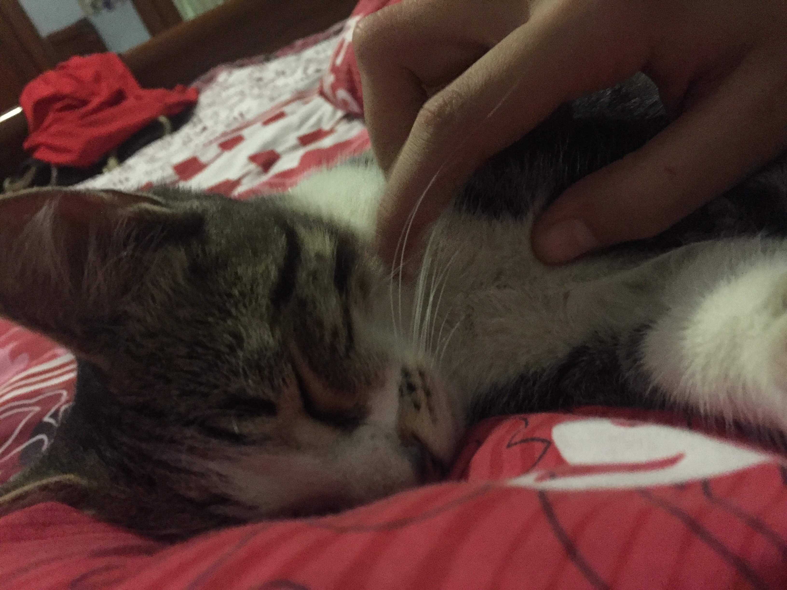 image-7