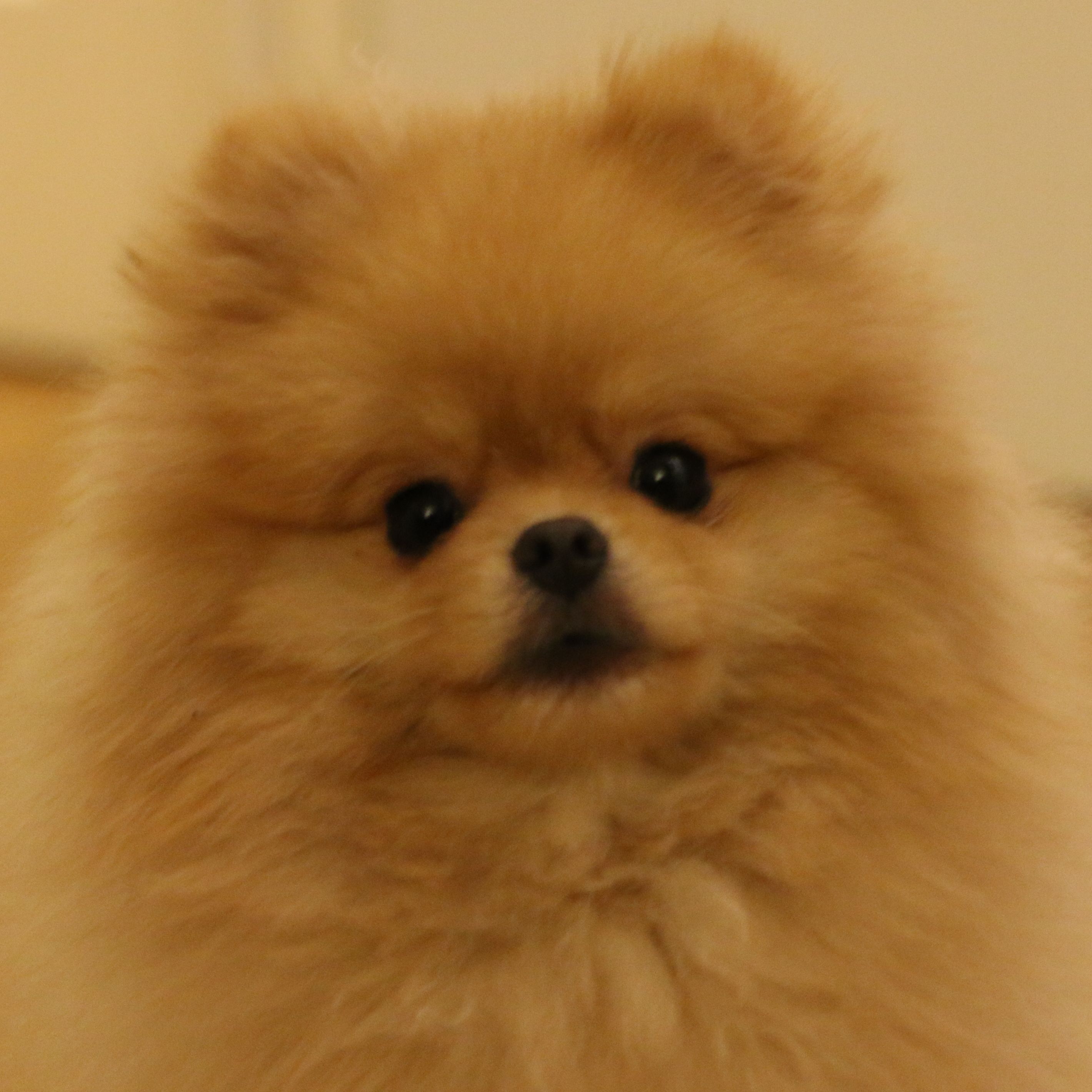 Lio