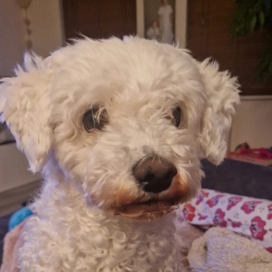 Daisy