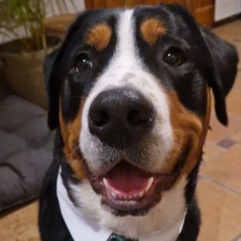Loki
