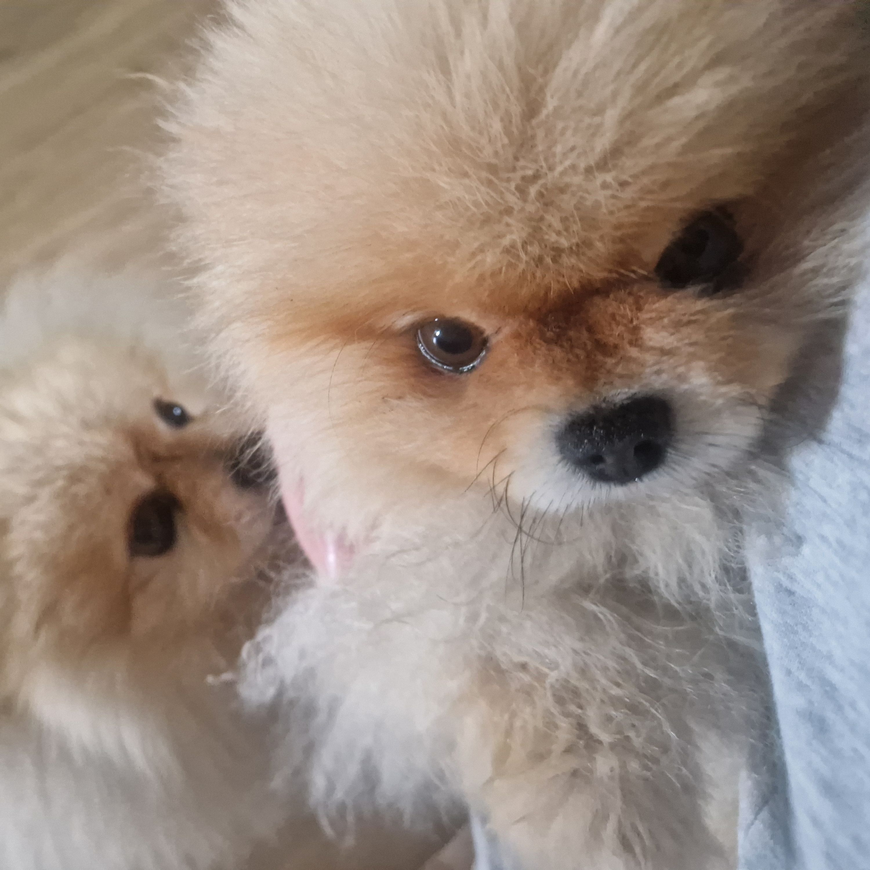 Simba en Orso