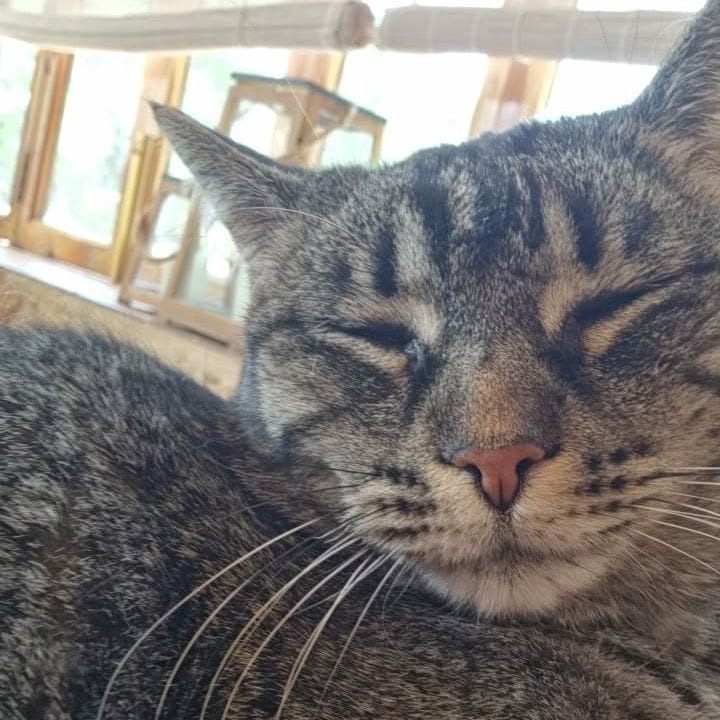 Lily