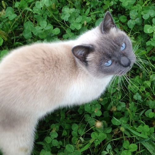 Kiki