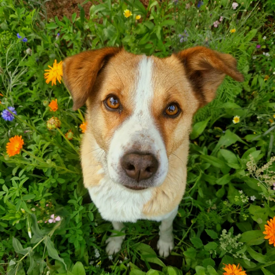 Sam