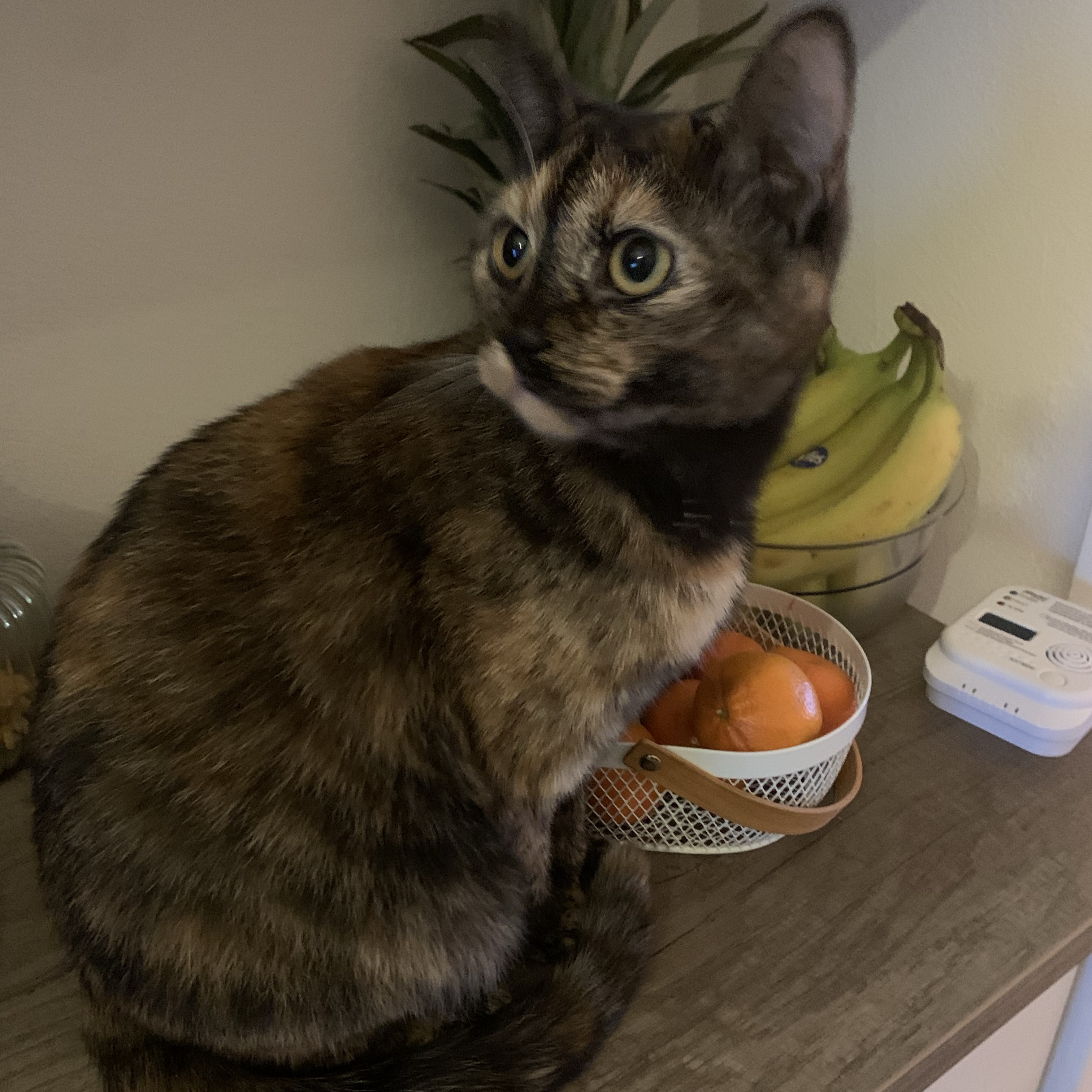 Nala