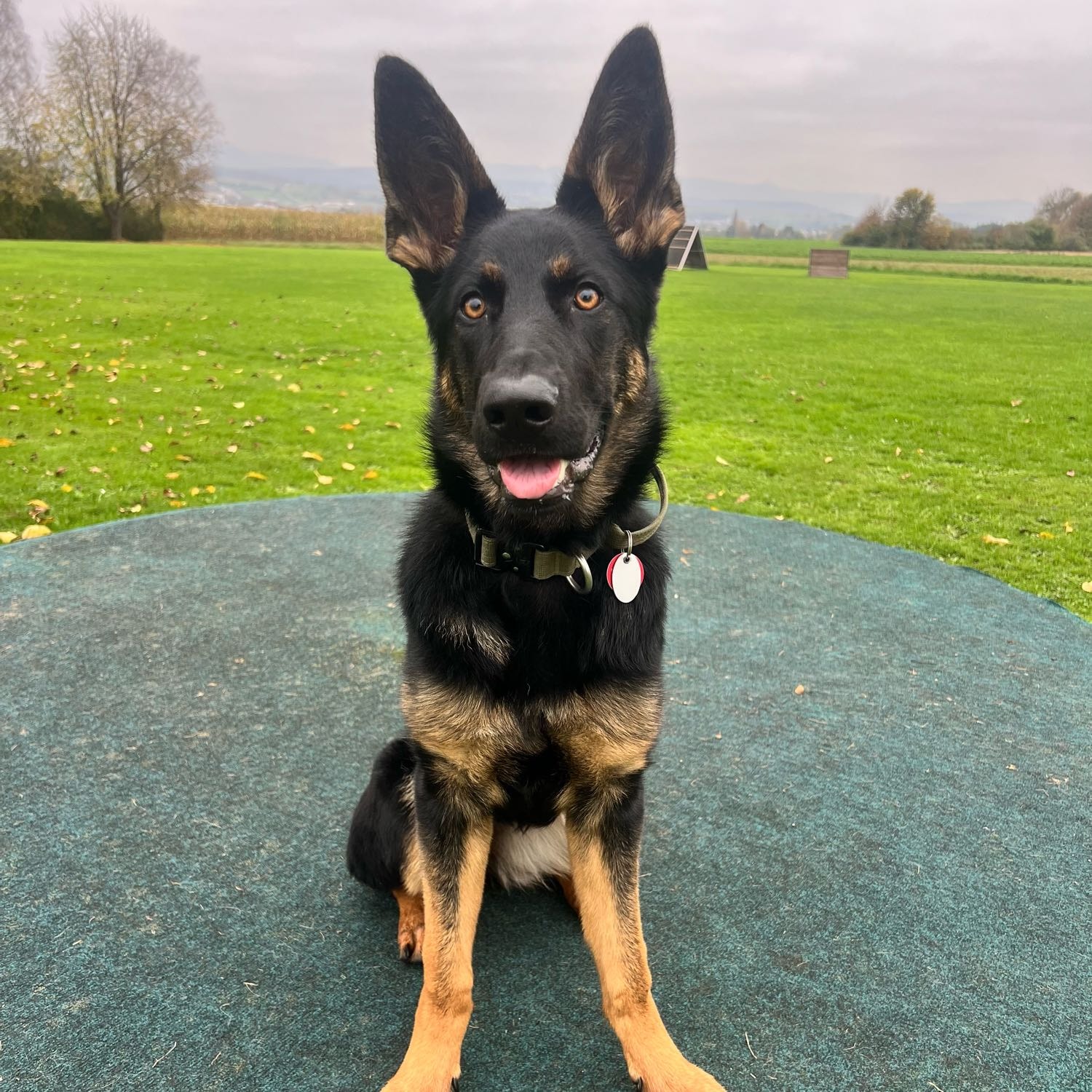 Aria vom deutschen Rosenhof 